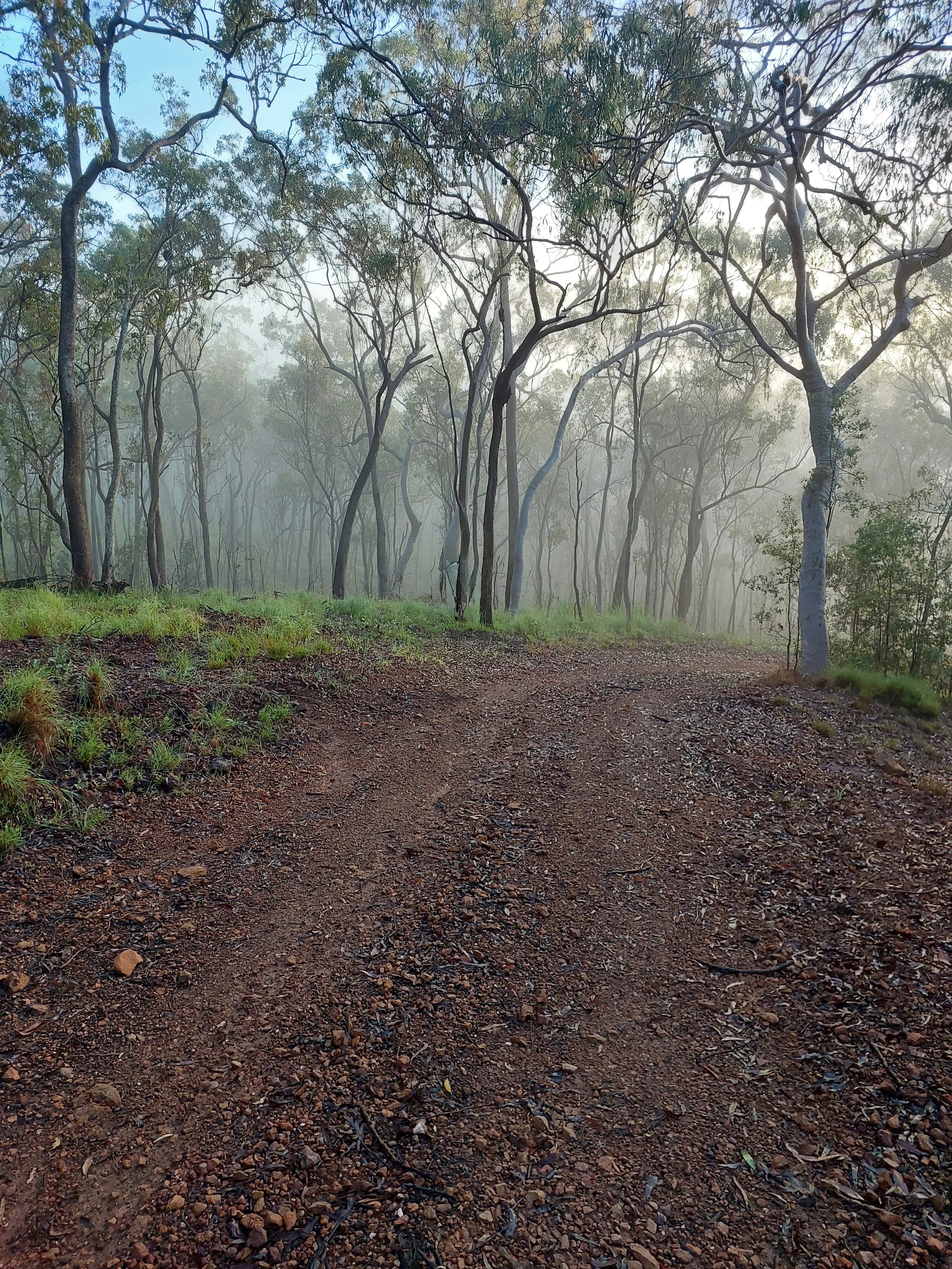 Misty eucalyptus woodland on the Atherton Tablelands in Far North Queensland.
