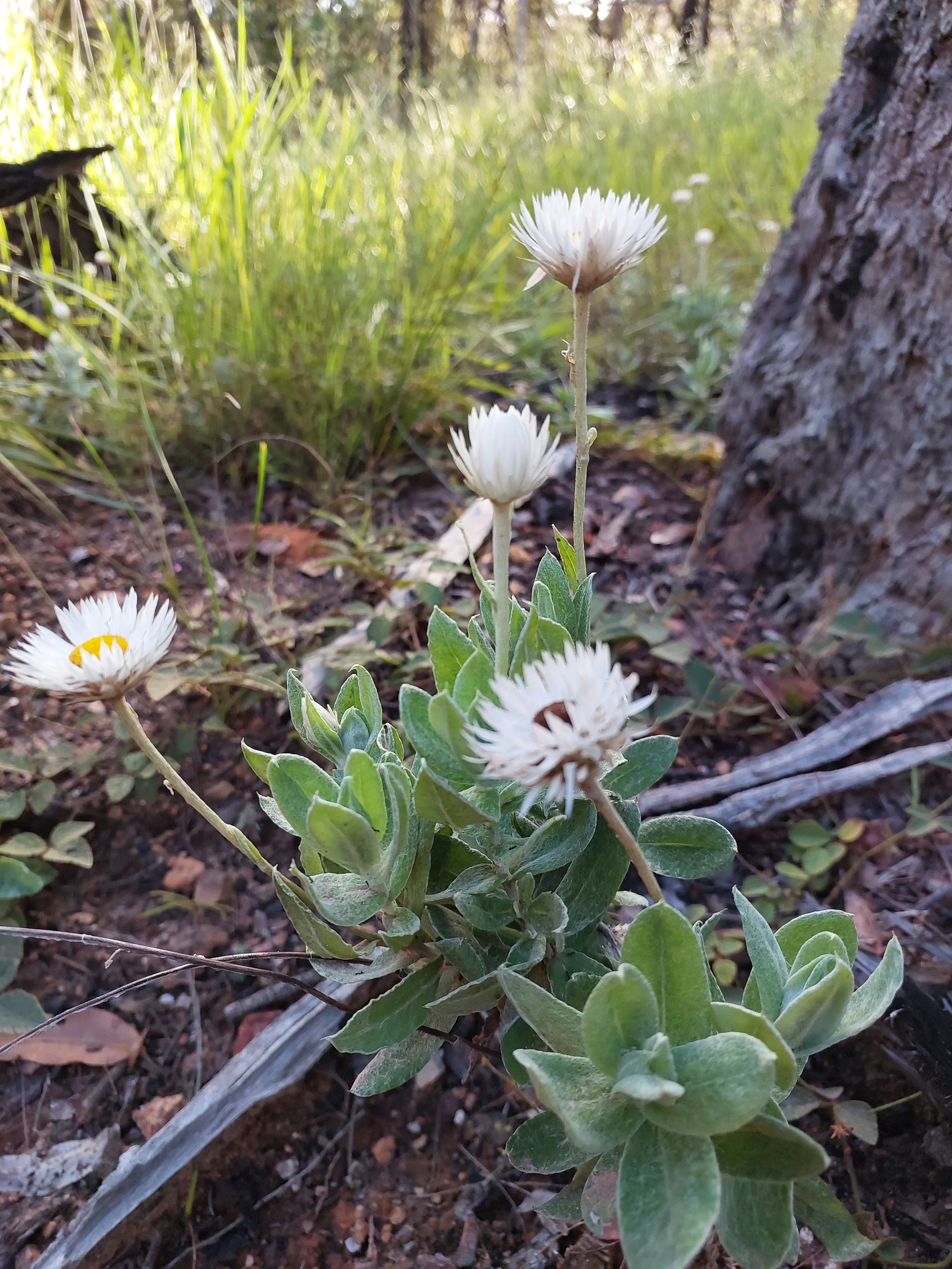 Native paper daisy growing in the North Queensland bushland.