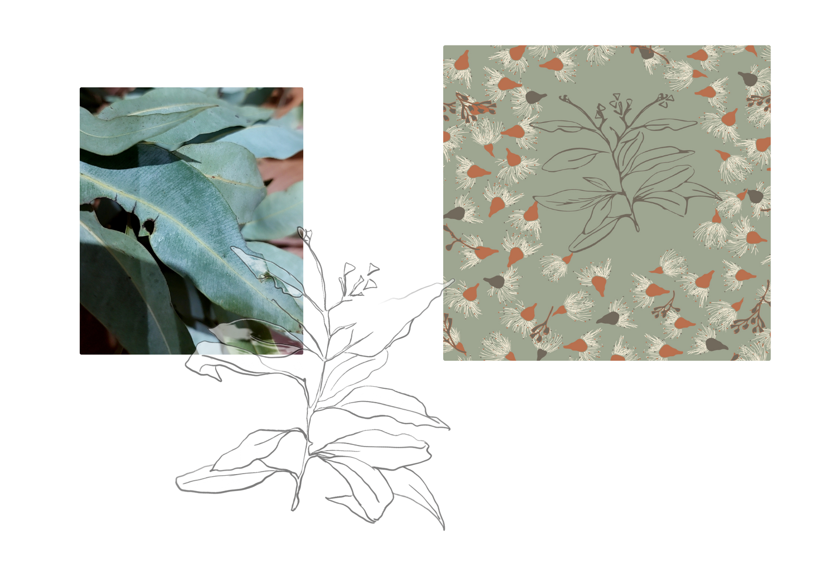 Eucalyptus leaves, hand-drawn botanical sketch and finished surface pattern showing the design process.