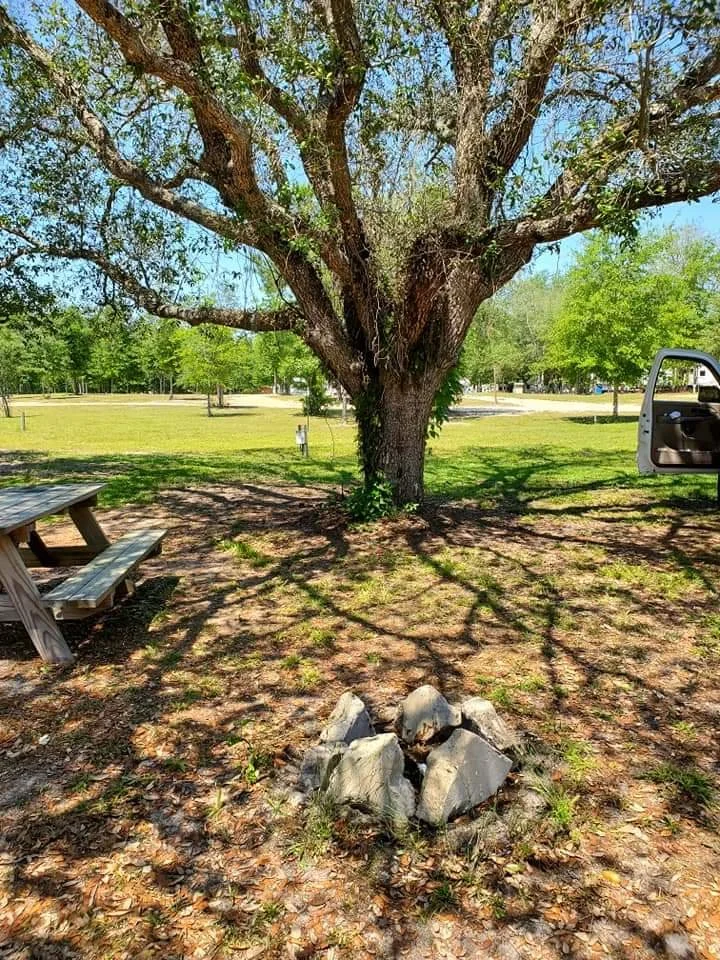 A large tree with sprawling branches and green leaves casting shadows on the ground. There is a circle of rocks at the base of the tree, a wooden picnic table to the left, and a partial view of a vehicle to the right. The background shows a grassy ar