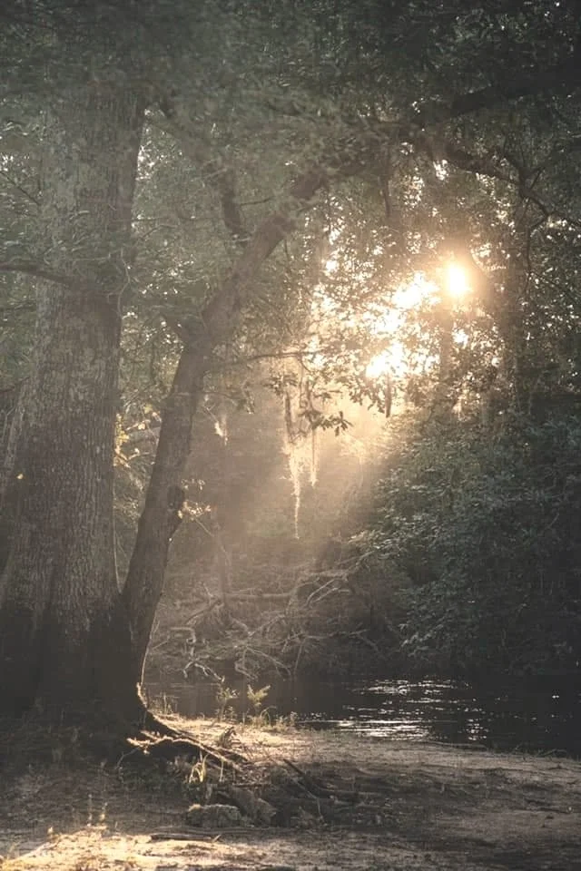 Sunlight filtering through a dense forest over a calm river with overhanging trees.