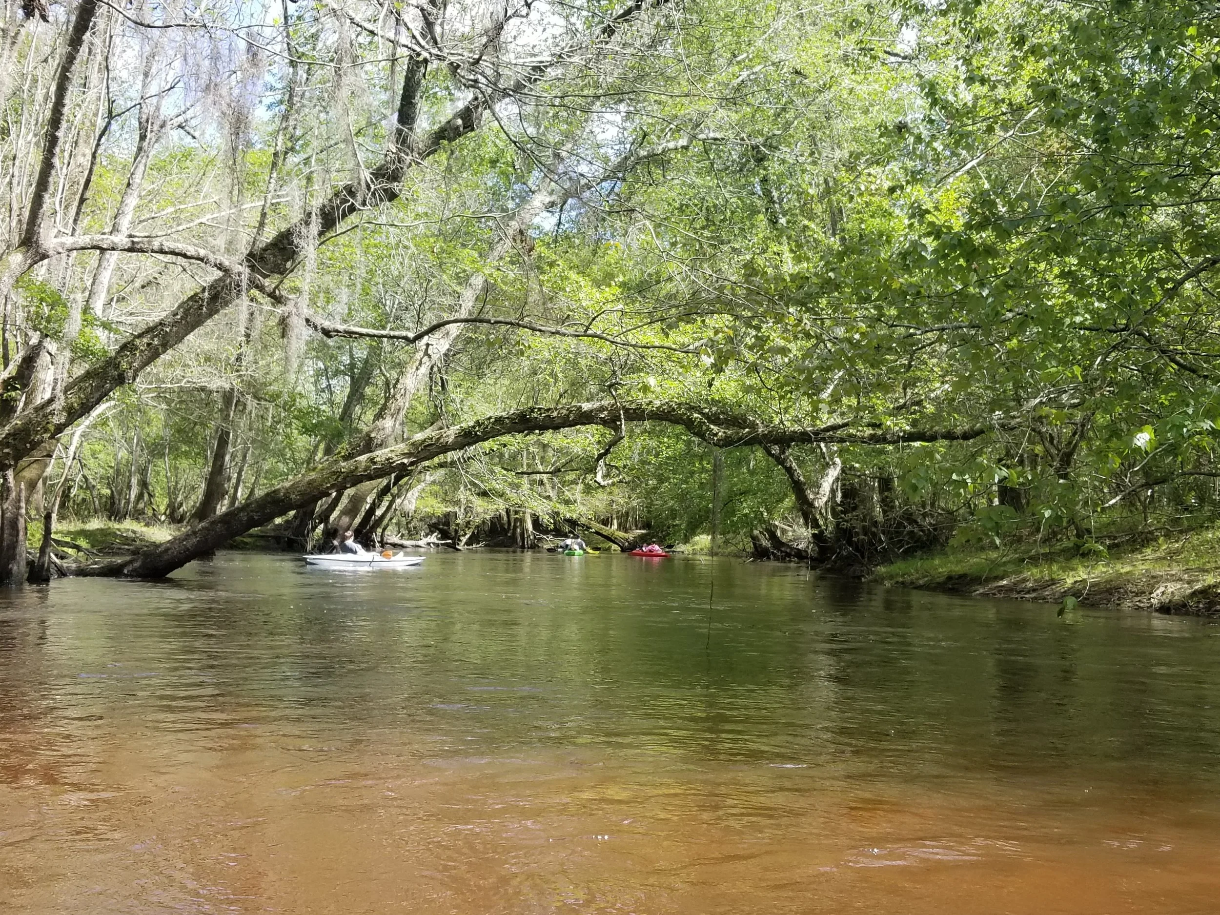A peaceful river flowing through a lush, green forest with trees arching over the water and kayakers paddling along.