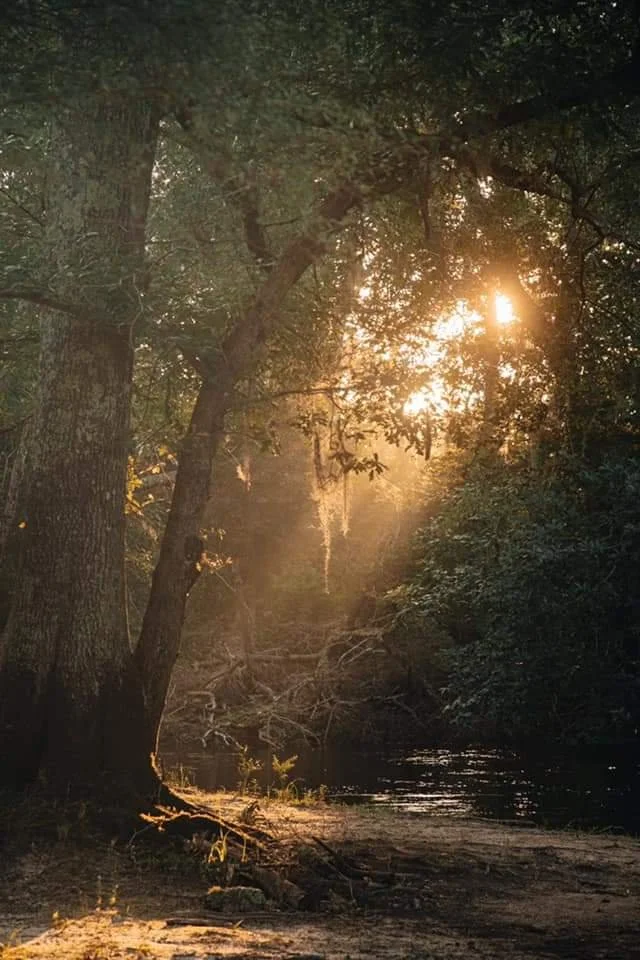 Sunlight filtering through trees over a peaceful river in a forest.