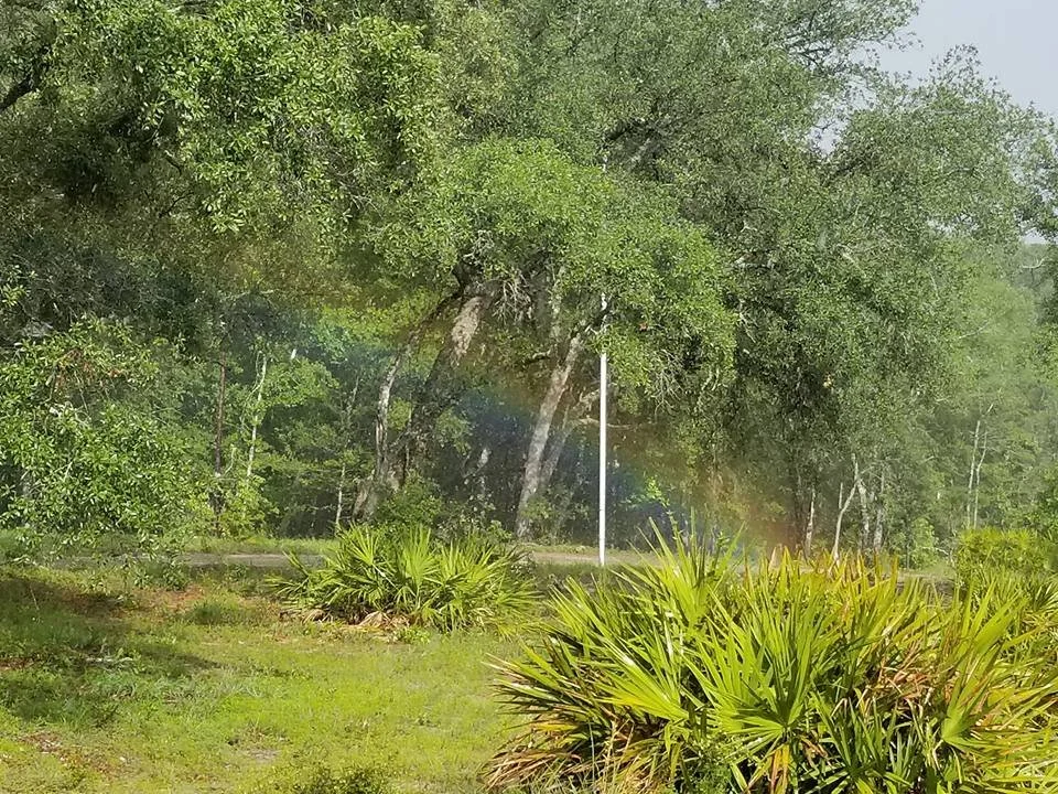 A lush green landscape with trees, bushes, and a visible rainbow in the background.