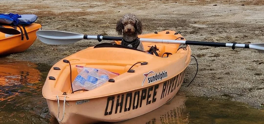 A small dog sitting in an orange kayak on a shoreline, with a paddle resting across the kayak, and a plastic bag with water bottles inside.