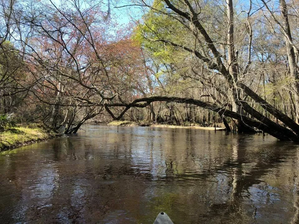 A peaceful river flowing through a forest with trees on both sides, some of which are leaning over the water, during springtime with budding leaves.