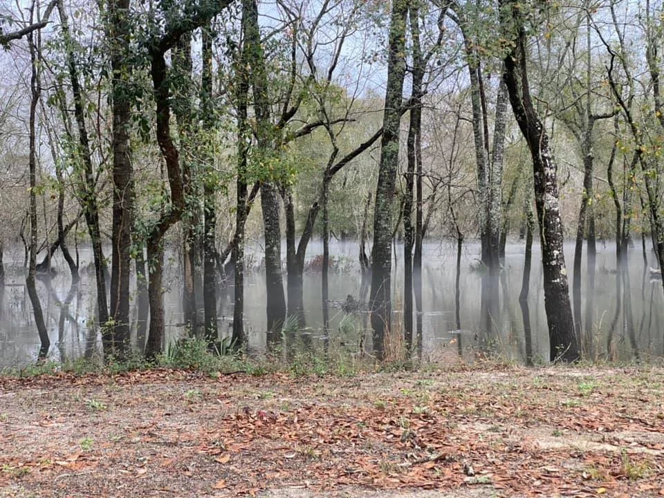 A foggy forest with leafless trees and water in the background, fallen leaves on the ground.