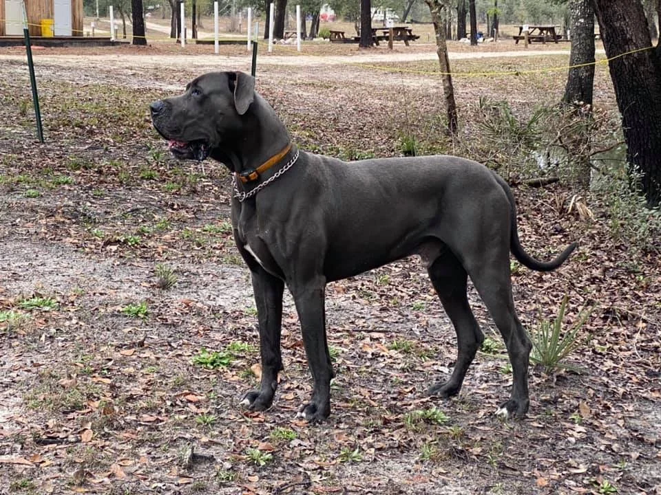 Jake, a large black Great Dane dog standing outdoors on a dirt surface with trees and picnic tables in the background.