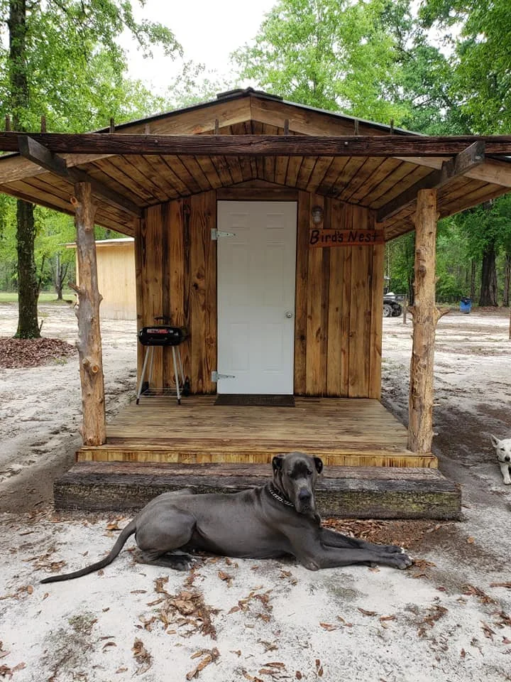 A small wooden birdhouse labeled 'Bird's Nest' on a porch with a black dog lying in front of it. There is a smaller white dog partially visible on the side. The area is surrounded by trees and gravel.