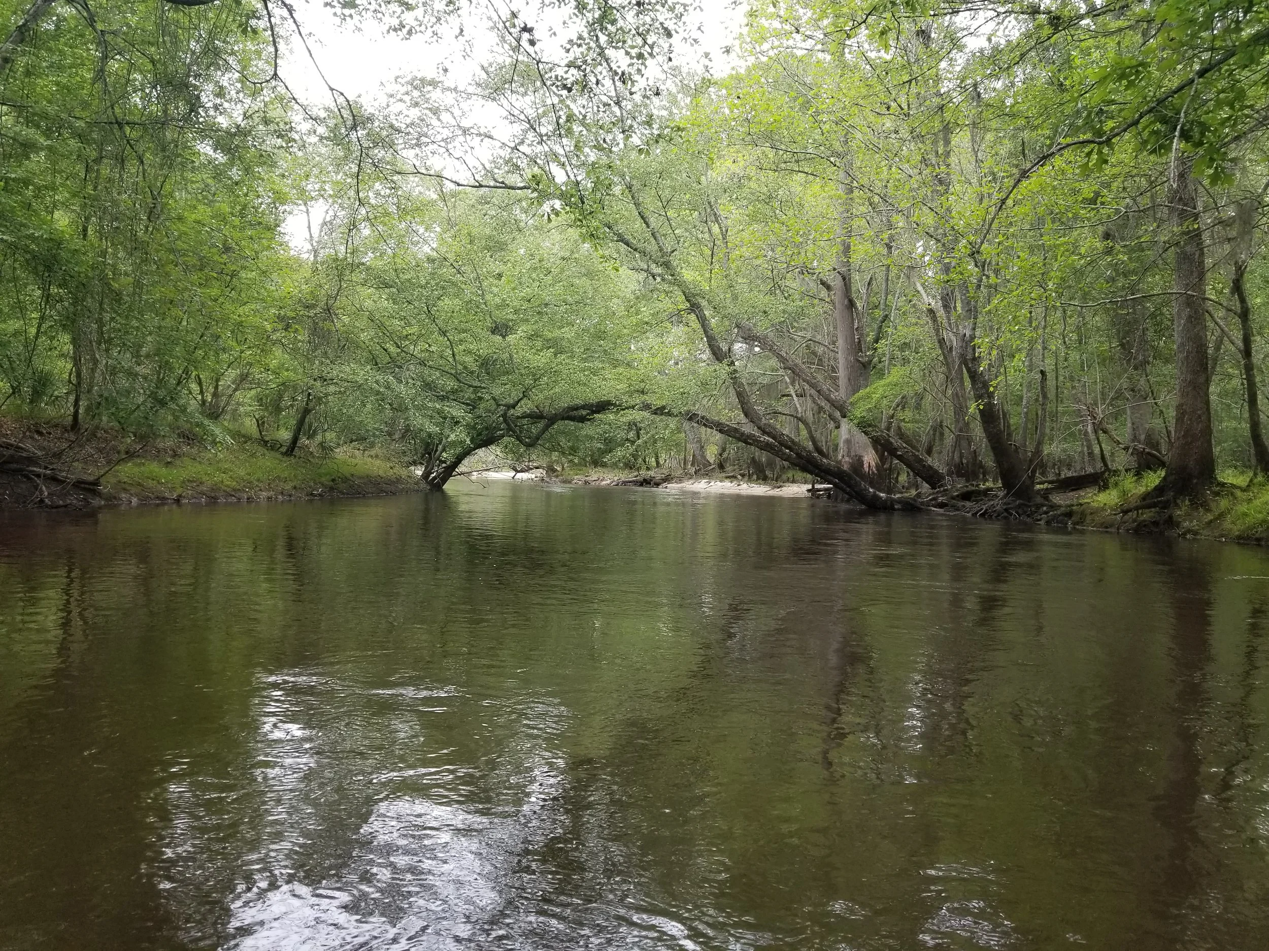A serene river flowing through a lush green forest with trees leaning over the water.