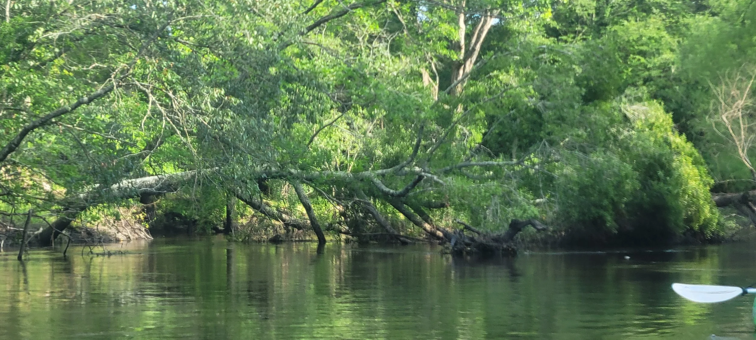 A riverbank with lush green trees and foliage, water in the foreground, and a small part of a kayak paddle visible on the right side.