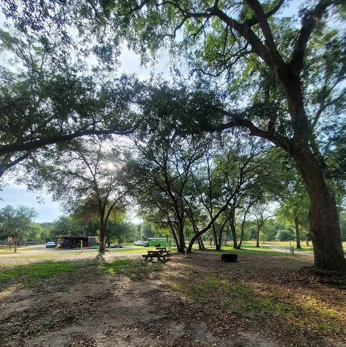 A picnic area in a park with trees, a picnic table, a tire, and a parking lot with cars in the background.