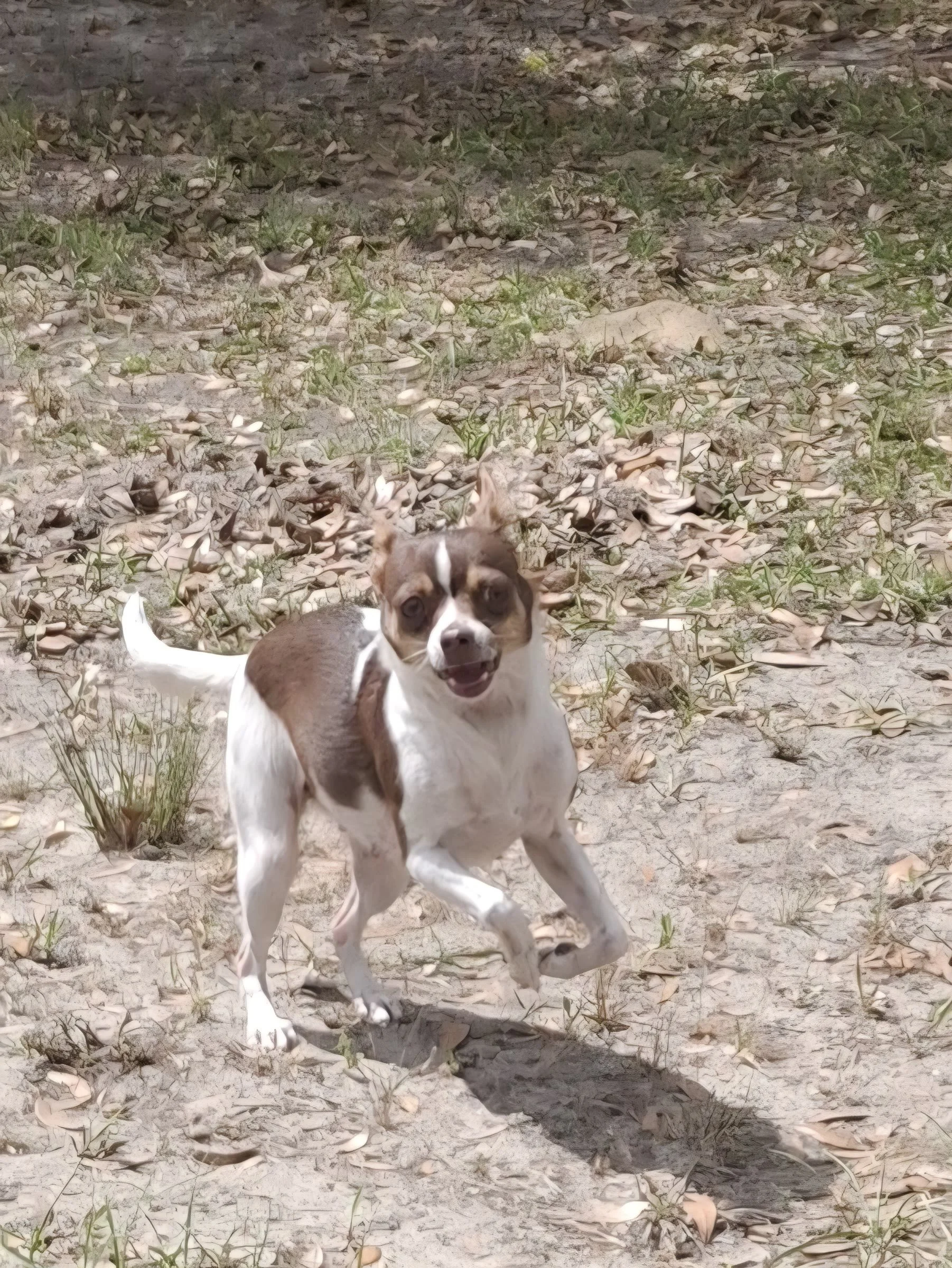 Bringing the Dog: Pet-Friendly Camping at Ohoopee