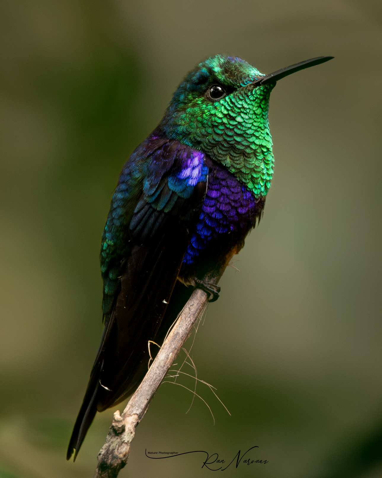 DSC_1344.PNG