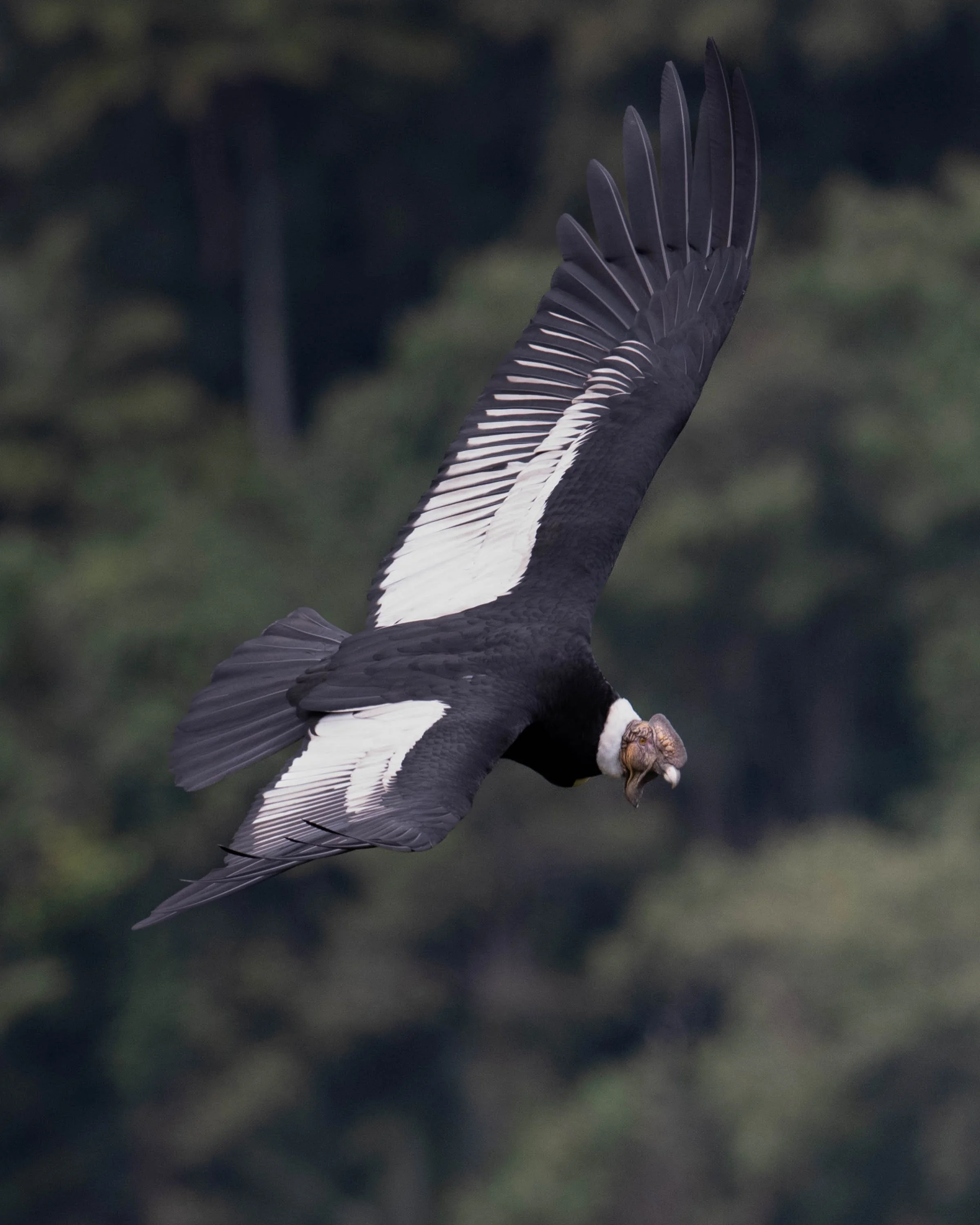 DSC_9249.jpg