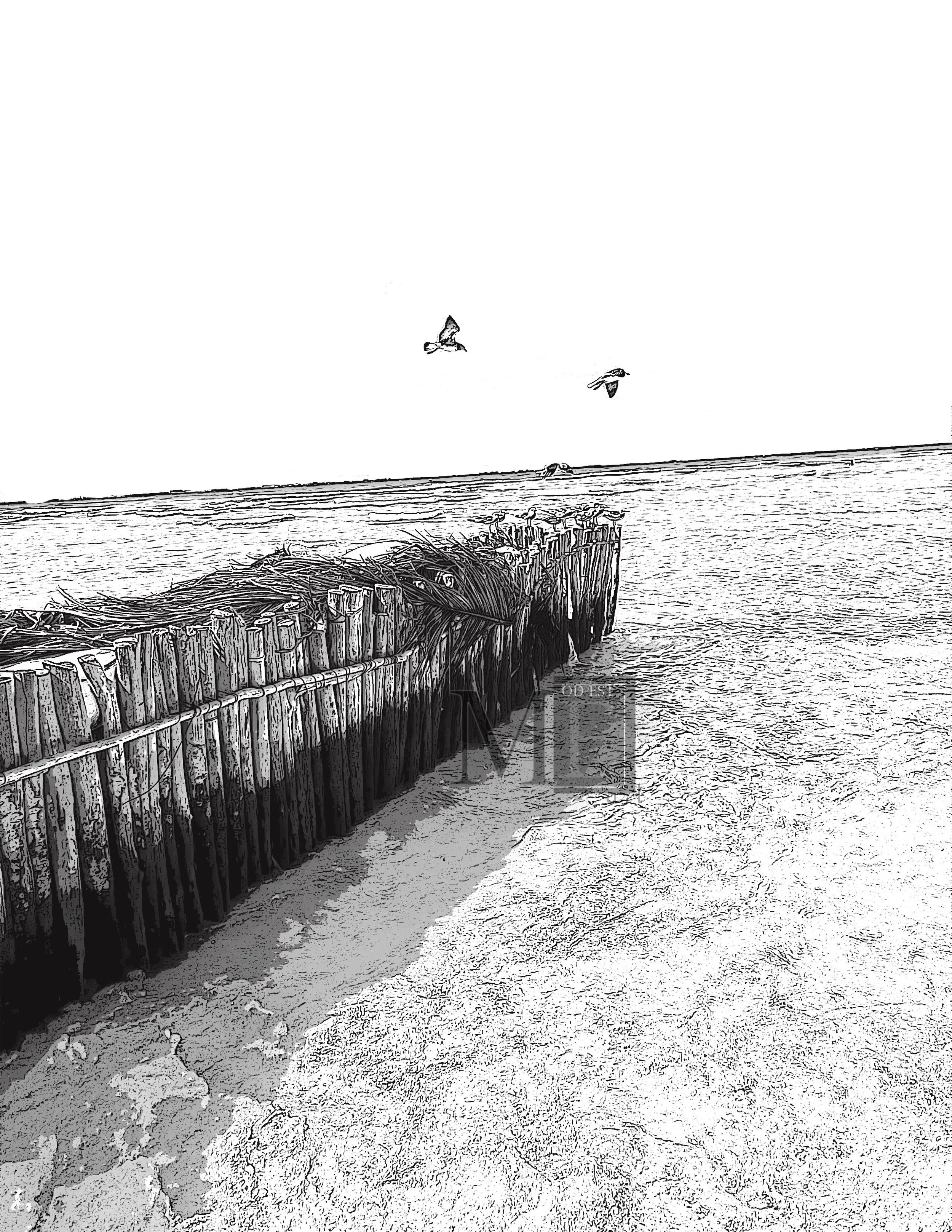 Beach Seagulls 1