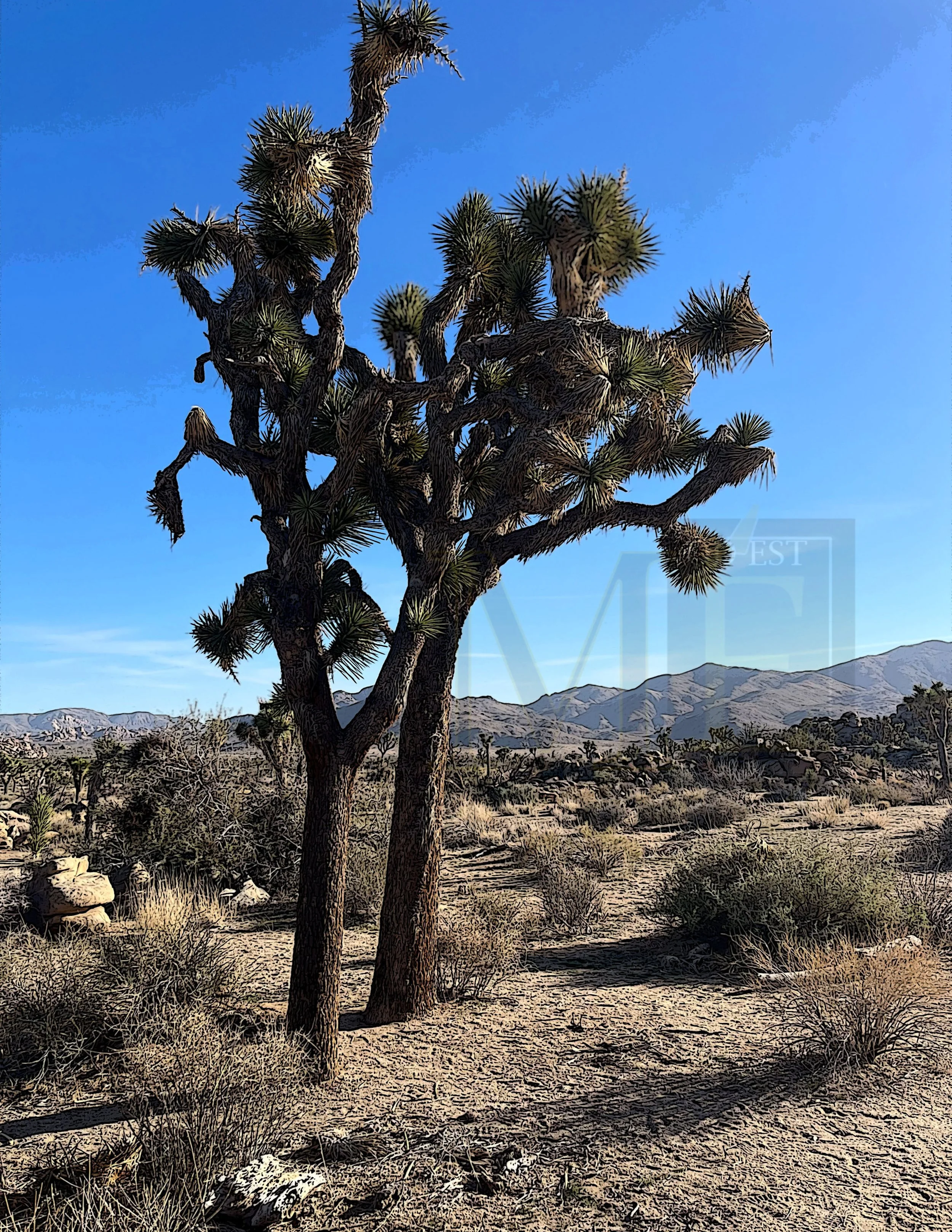 Joshua Tree-color 1