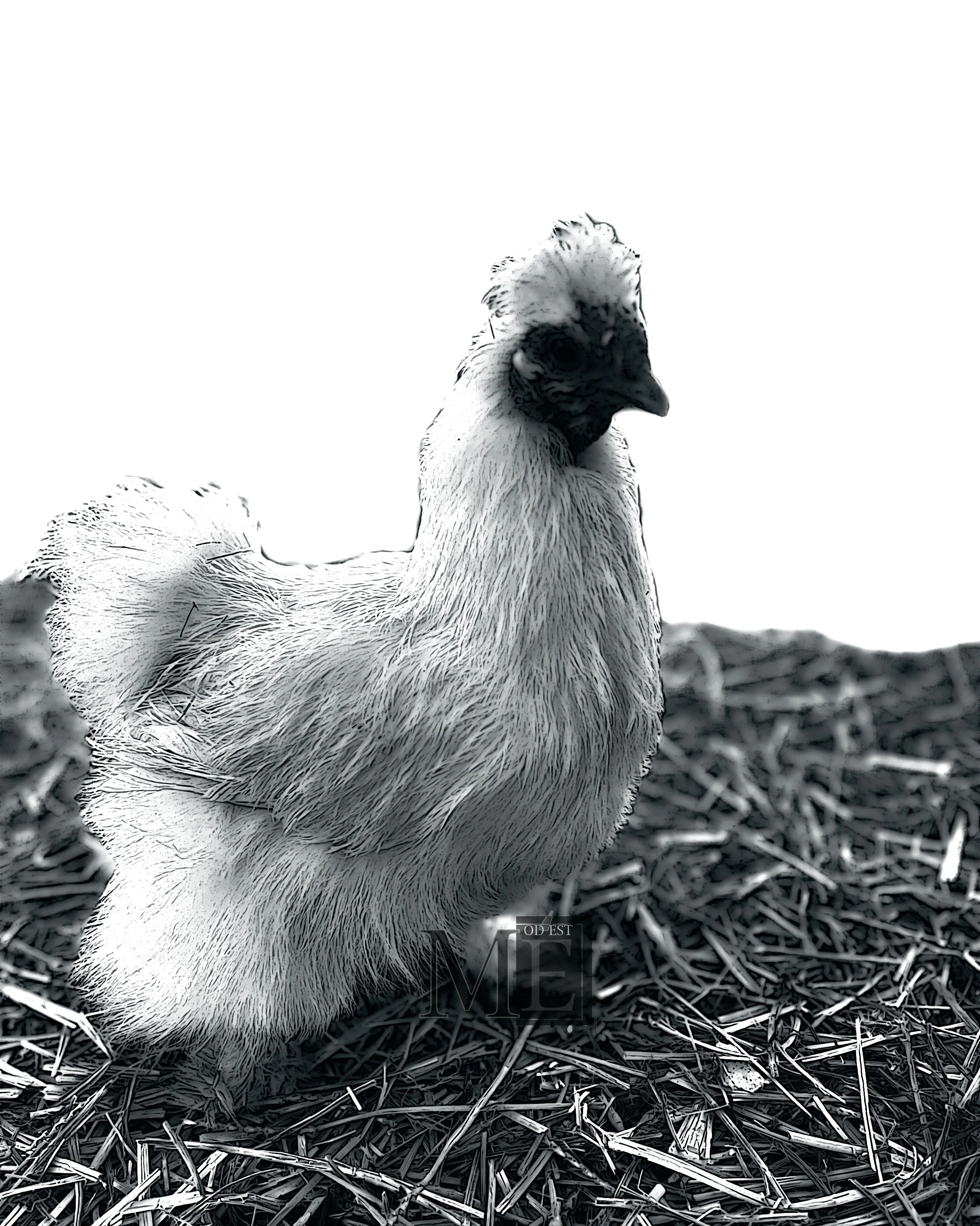 White Chicken 1