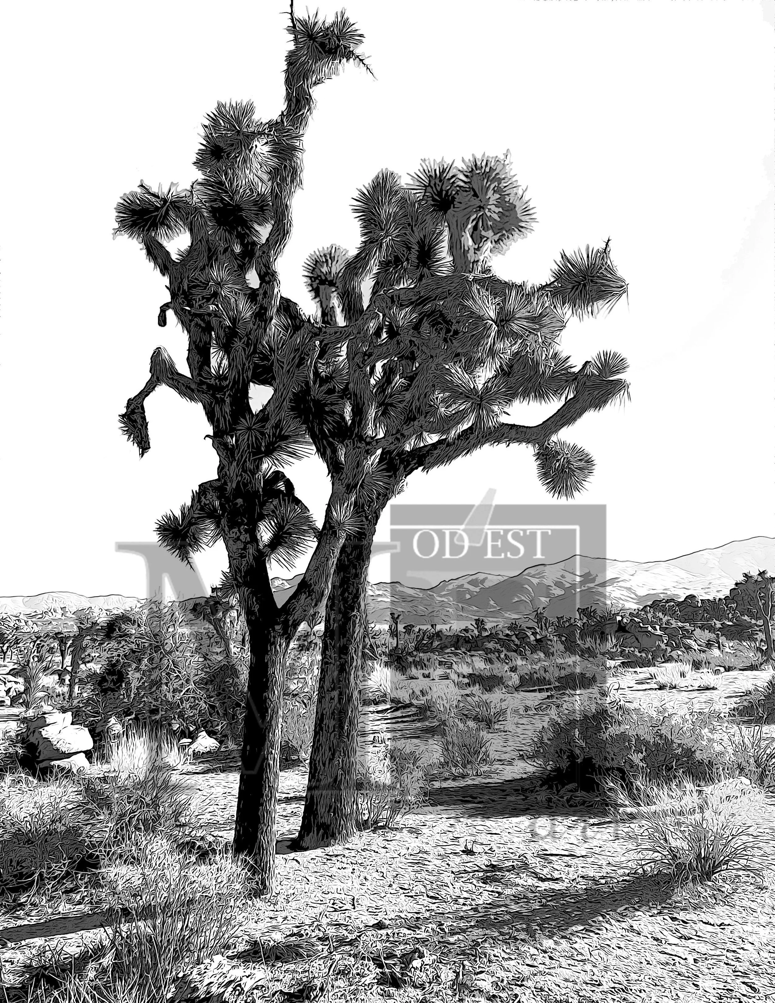 Joshua Tree print 1
