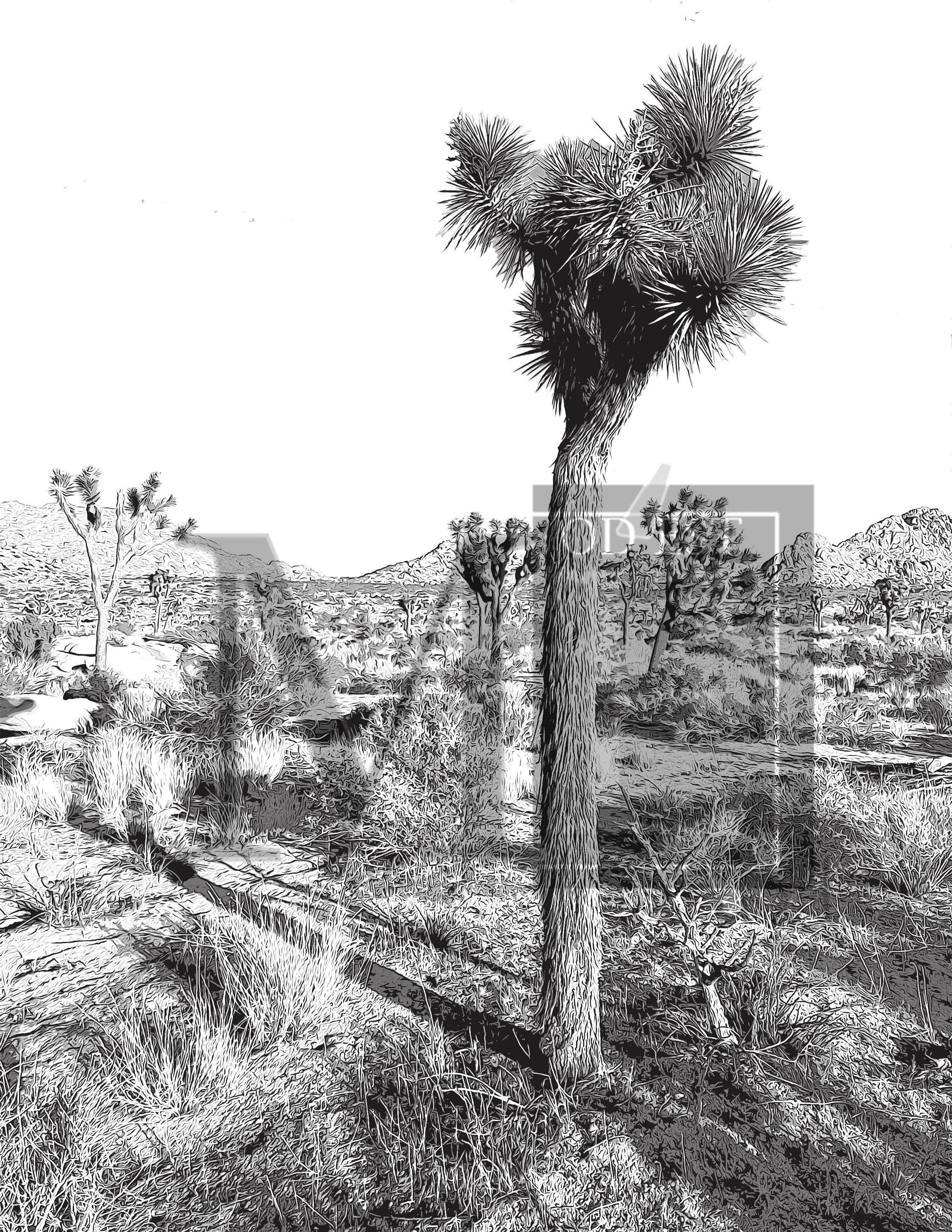 Joshua Tree print 2