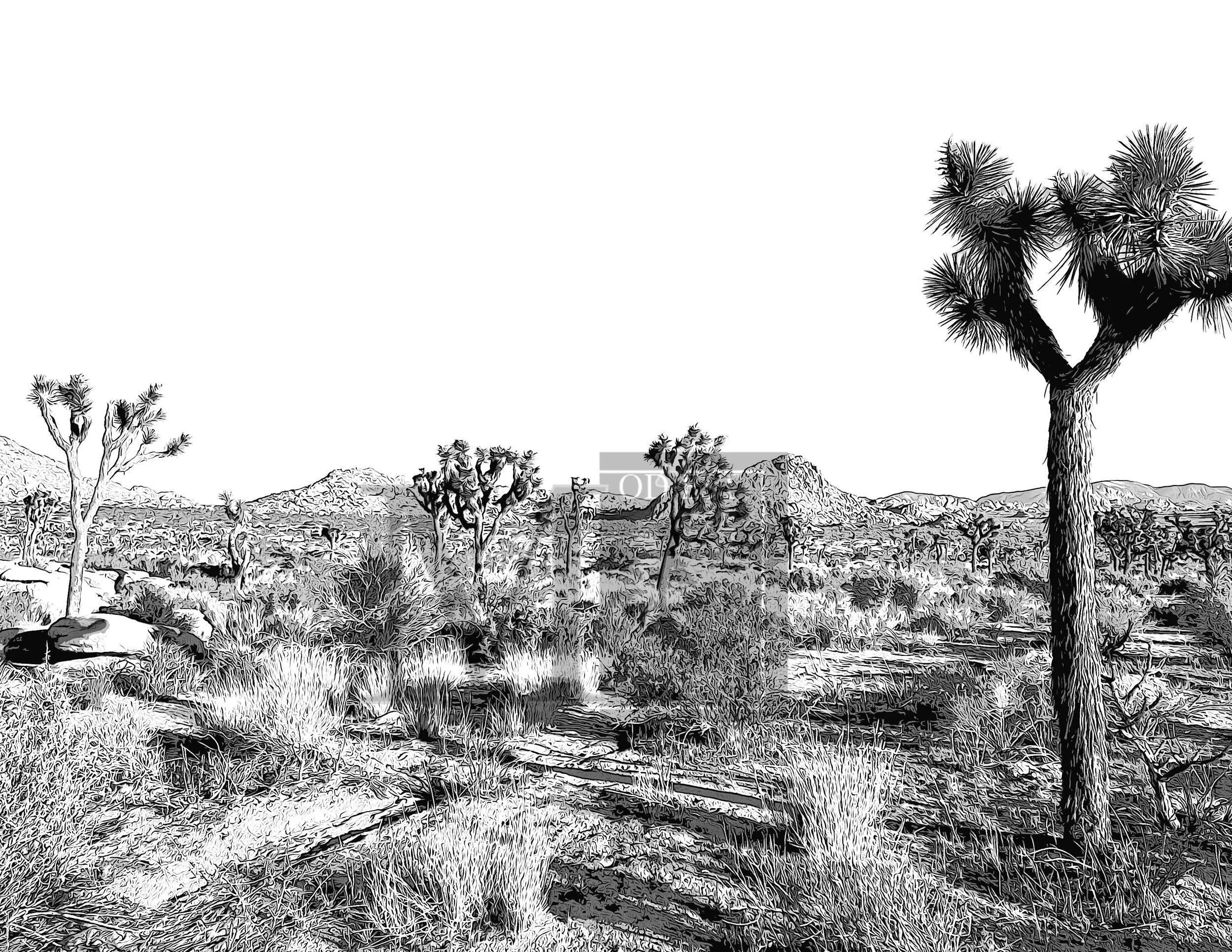 Joshua Tree print 3