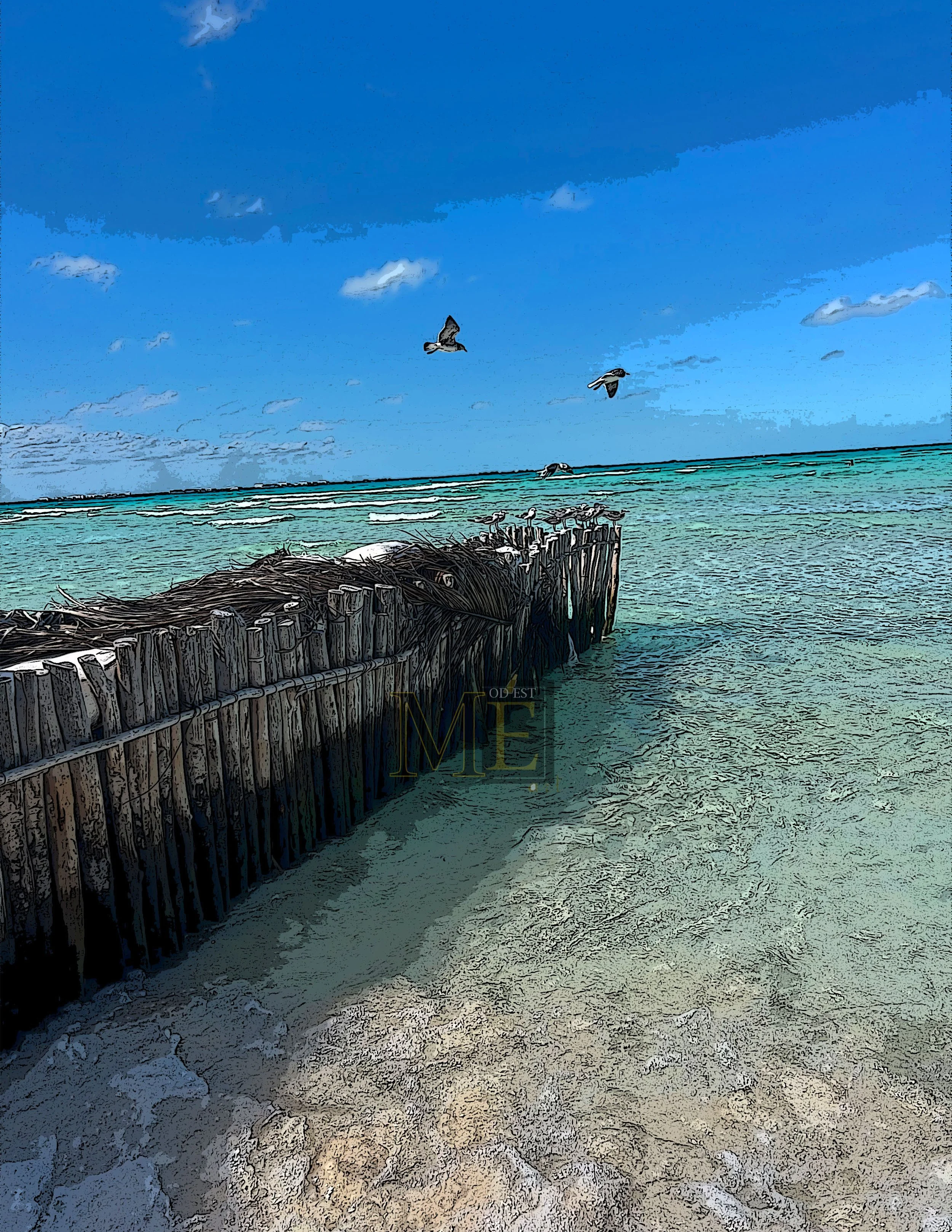 Beach Seagulls-color 1