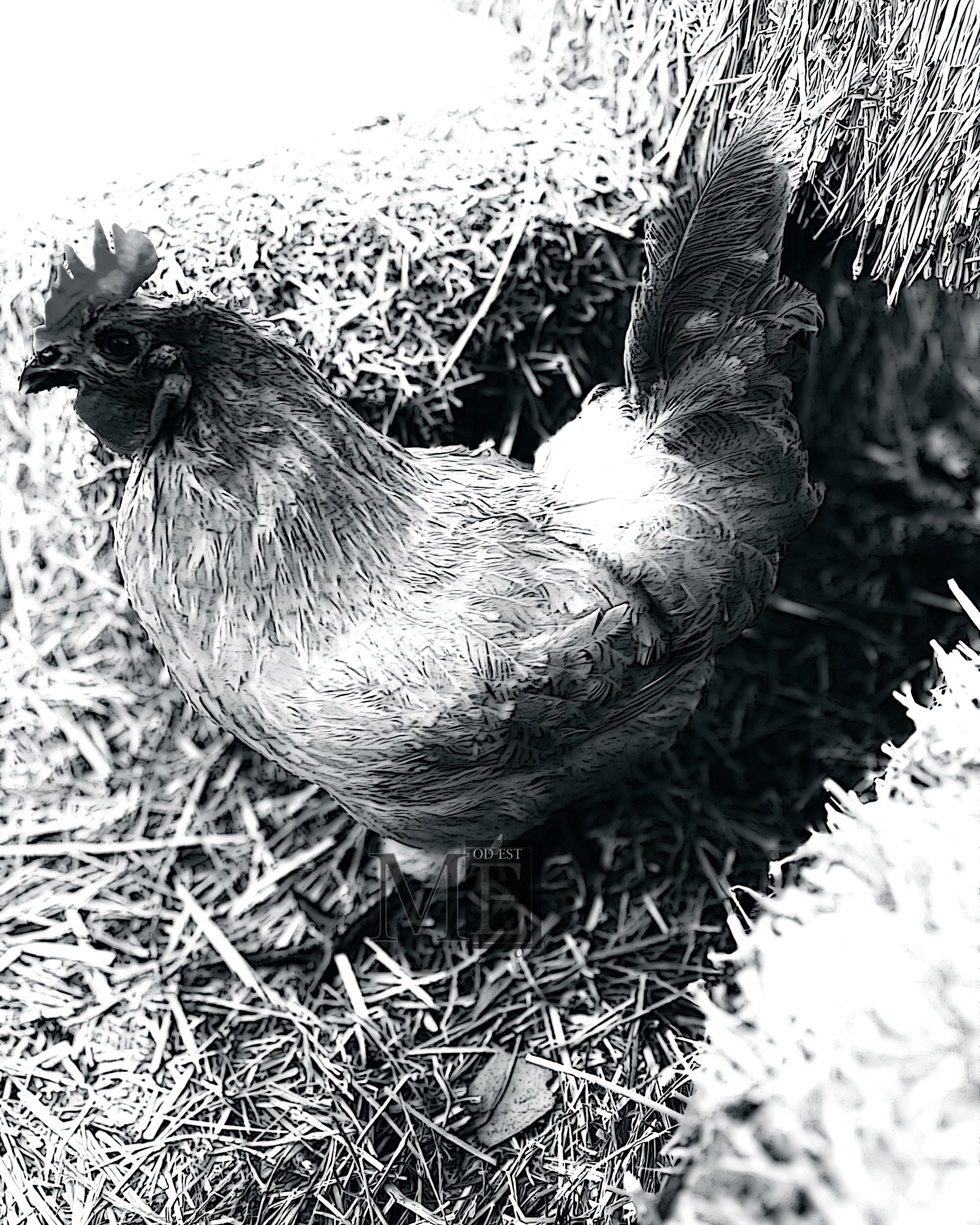 Gray Chicken