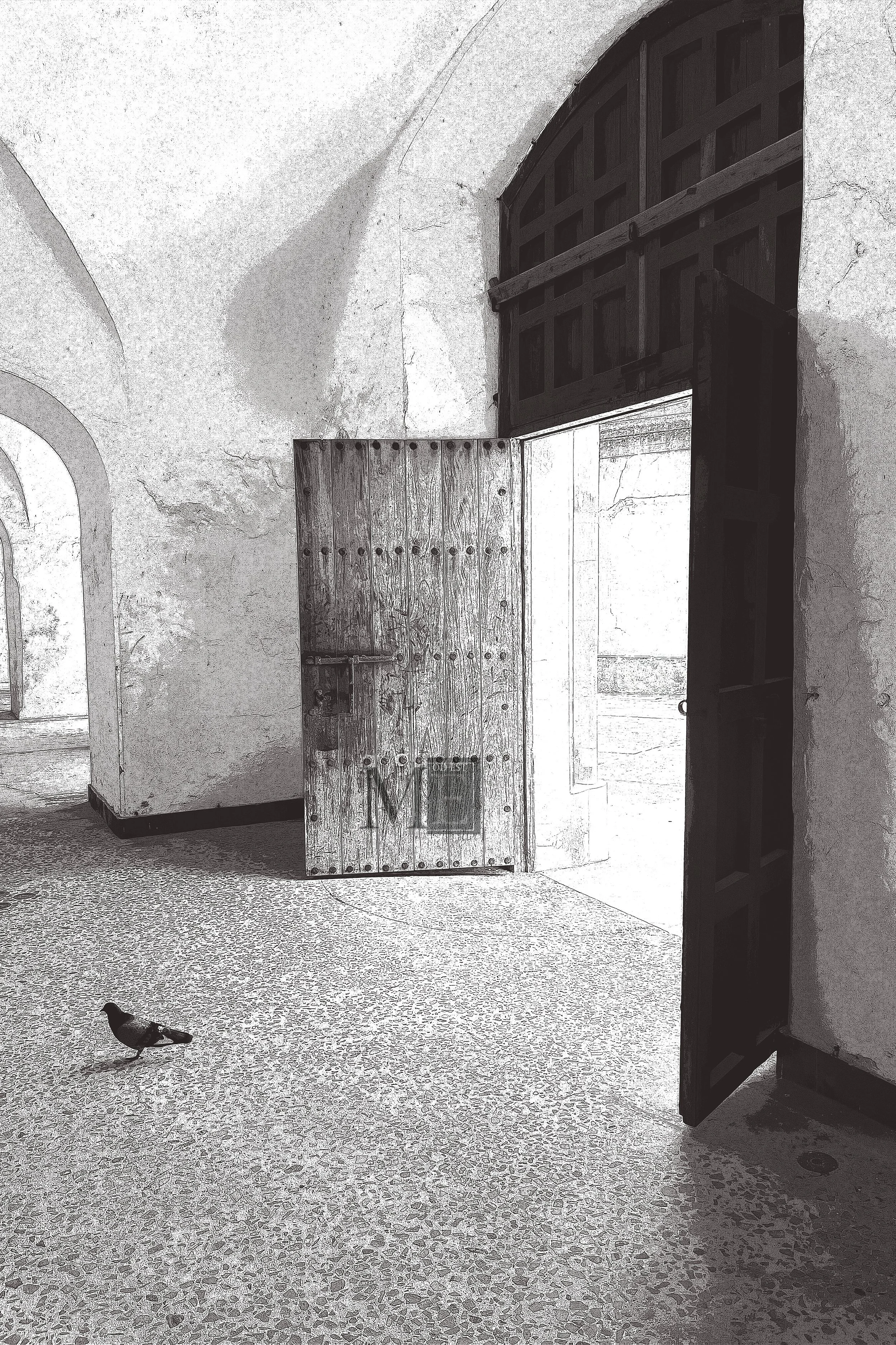 Pigeon in doorway 1