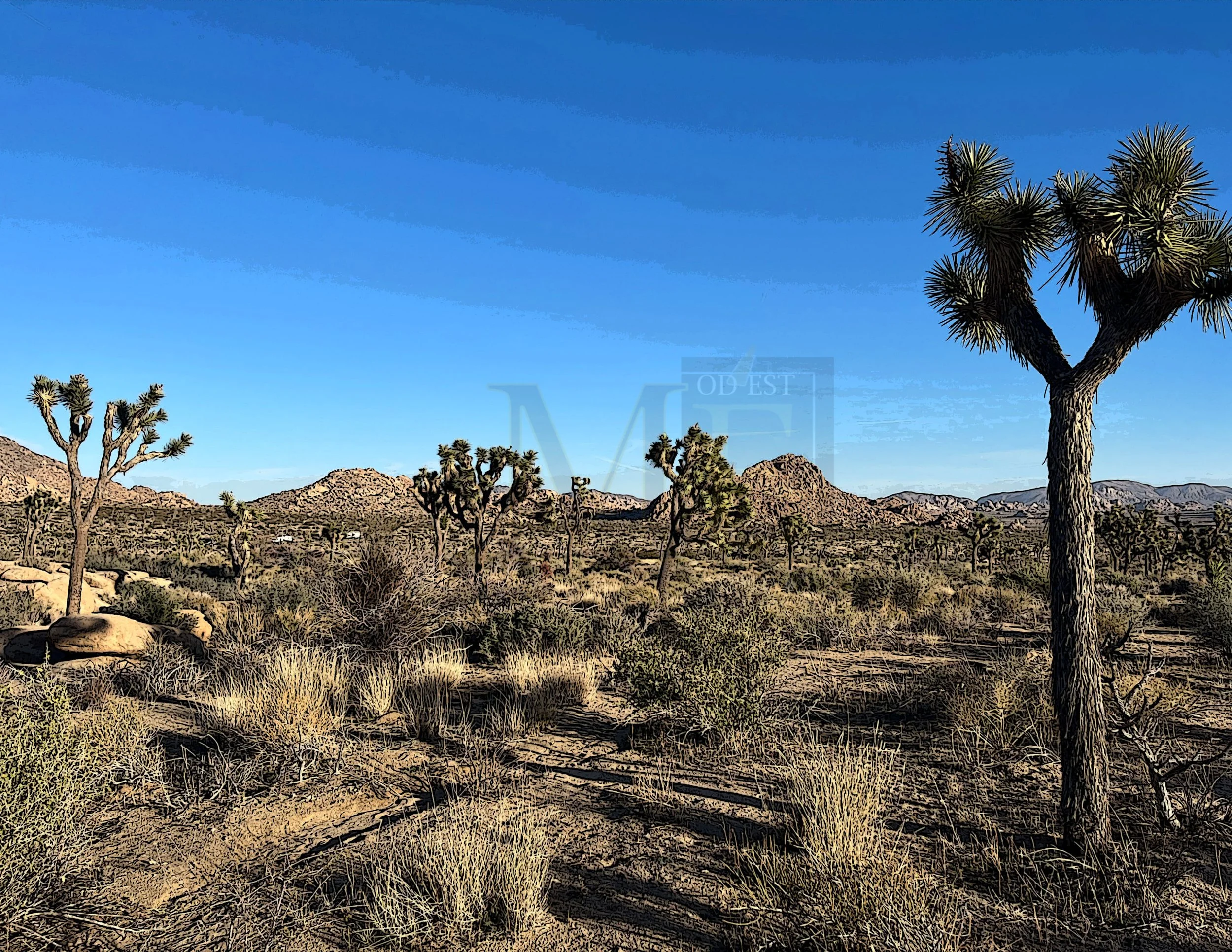 Joshua Tree-color 3