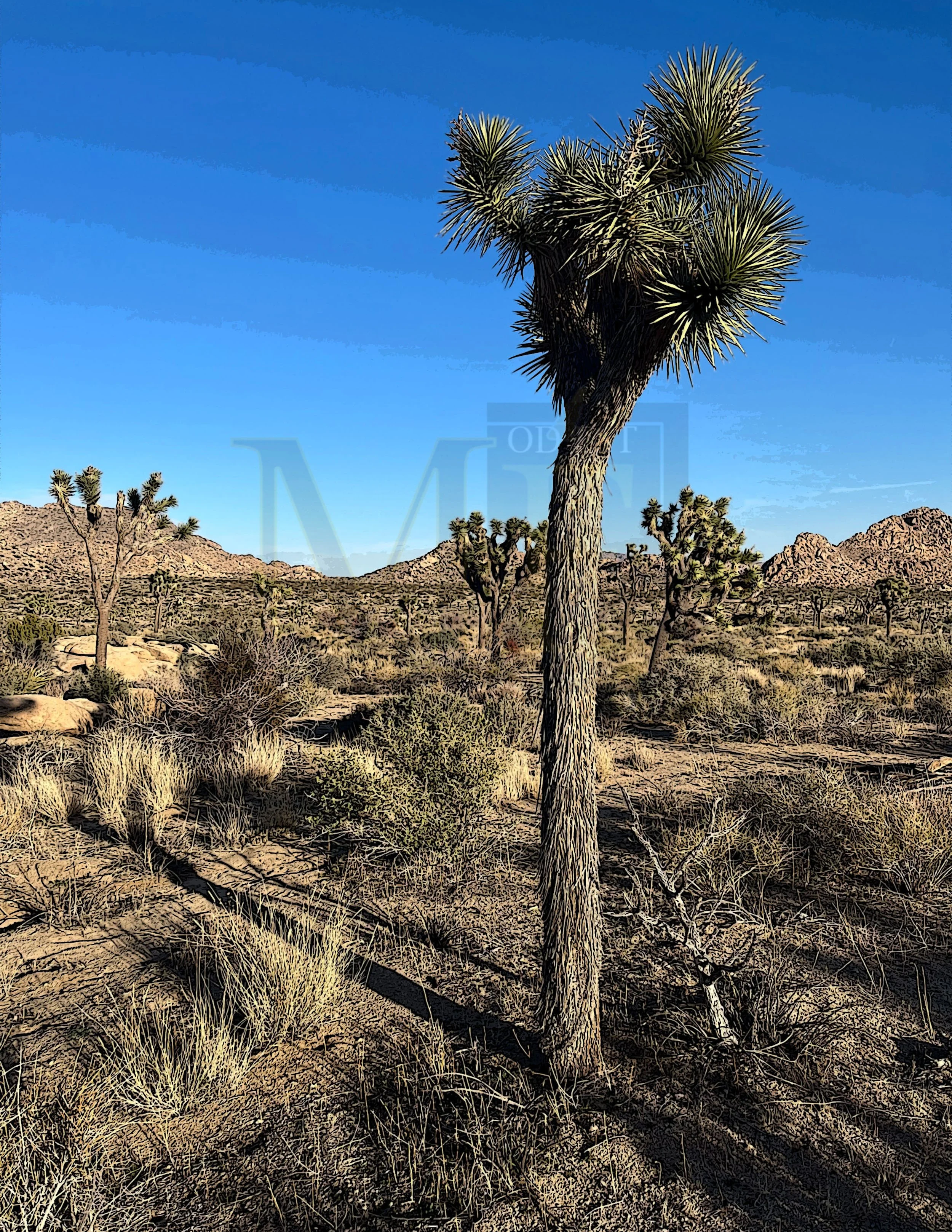 Joshua Tree-color 2