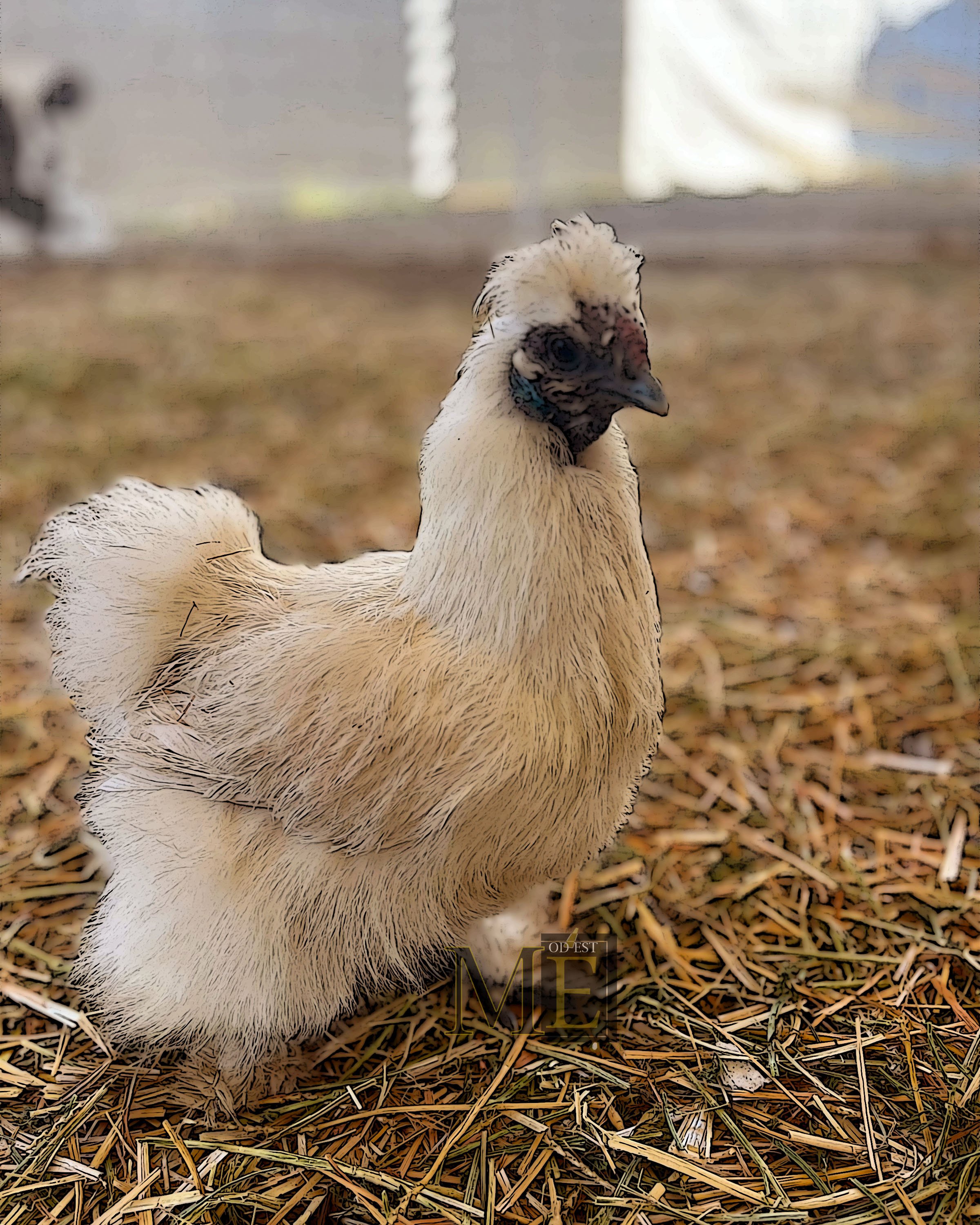 White Chicken-color 1