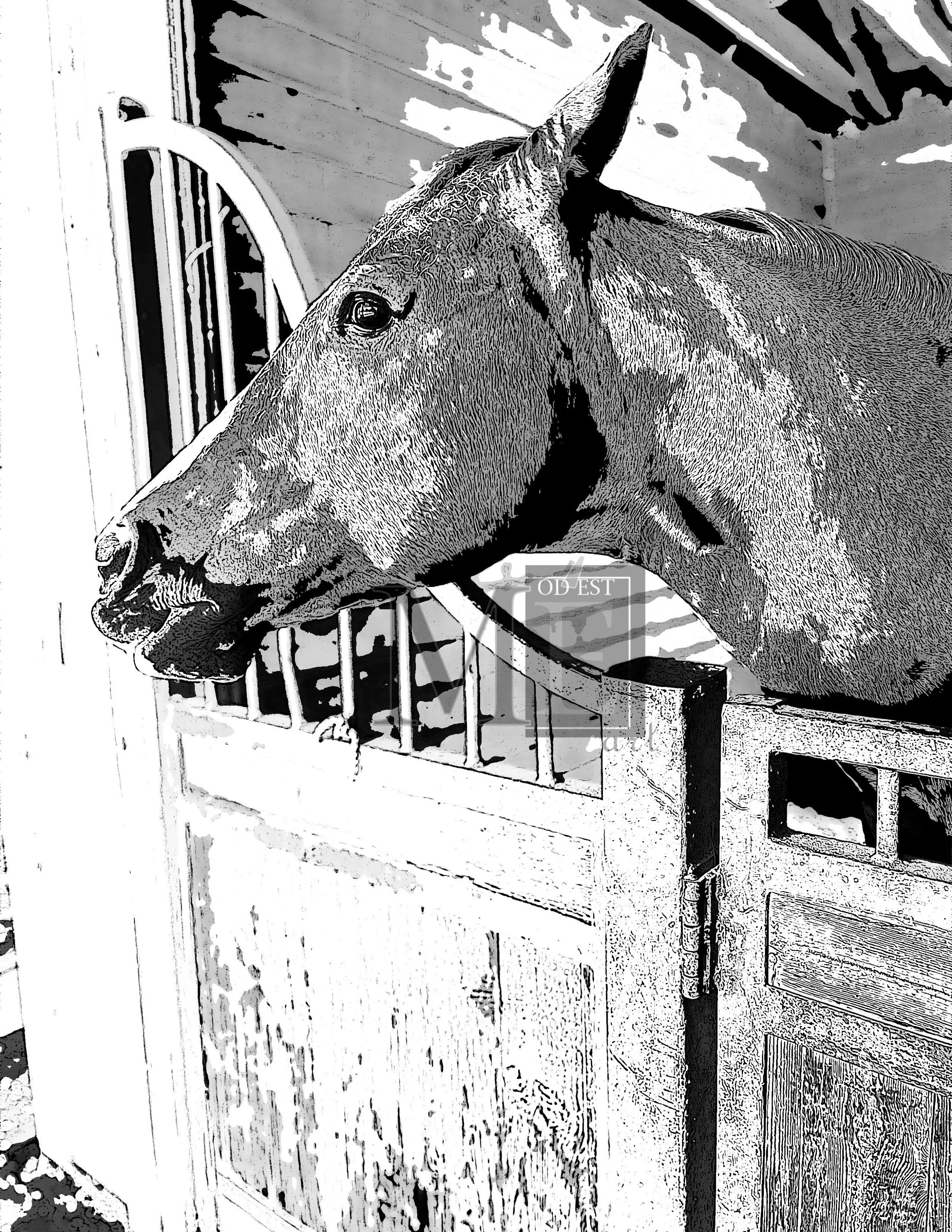 Horse 1