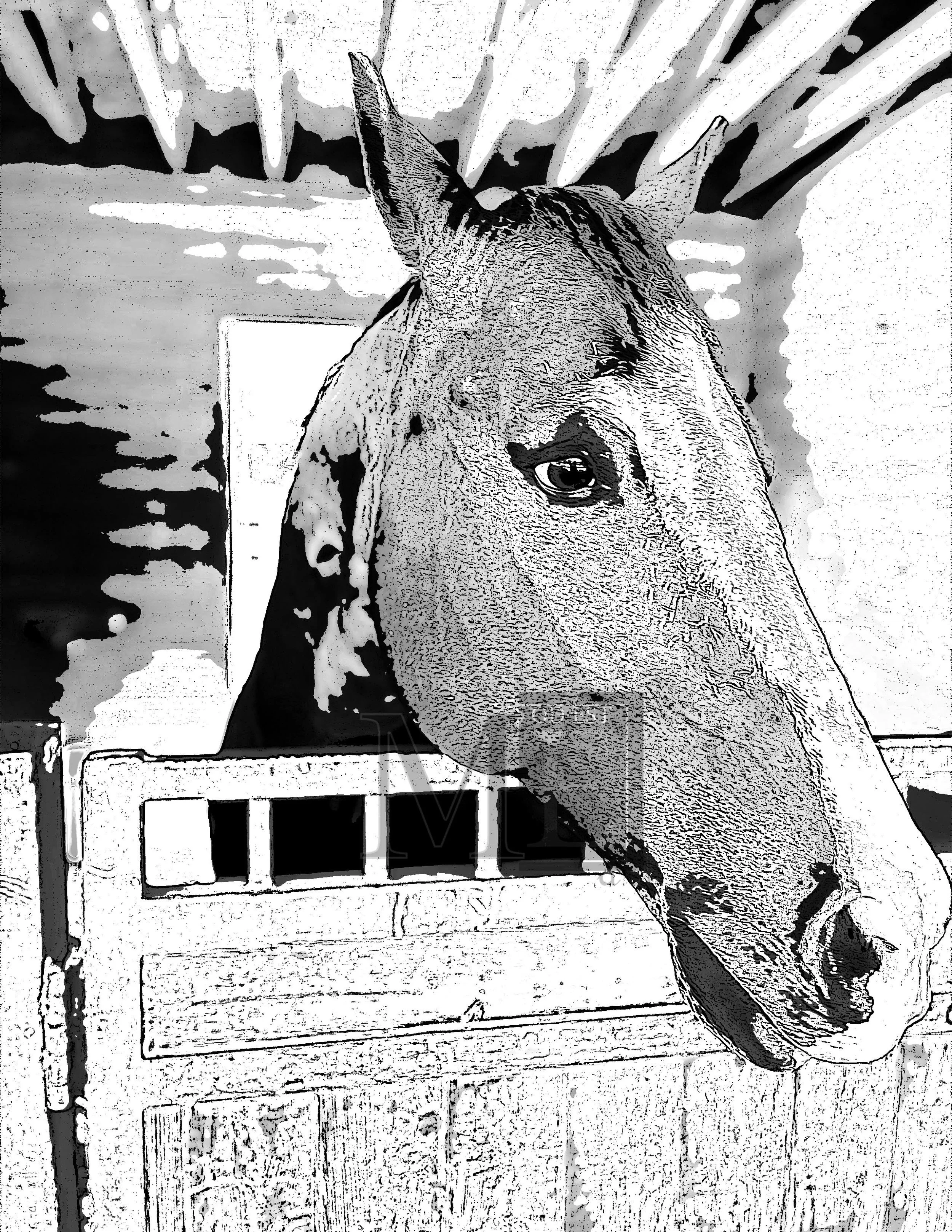 Horse 2