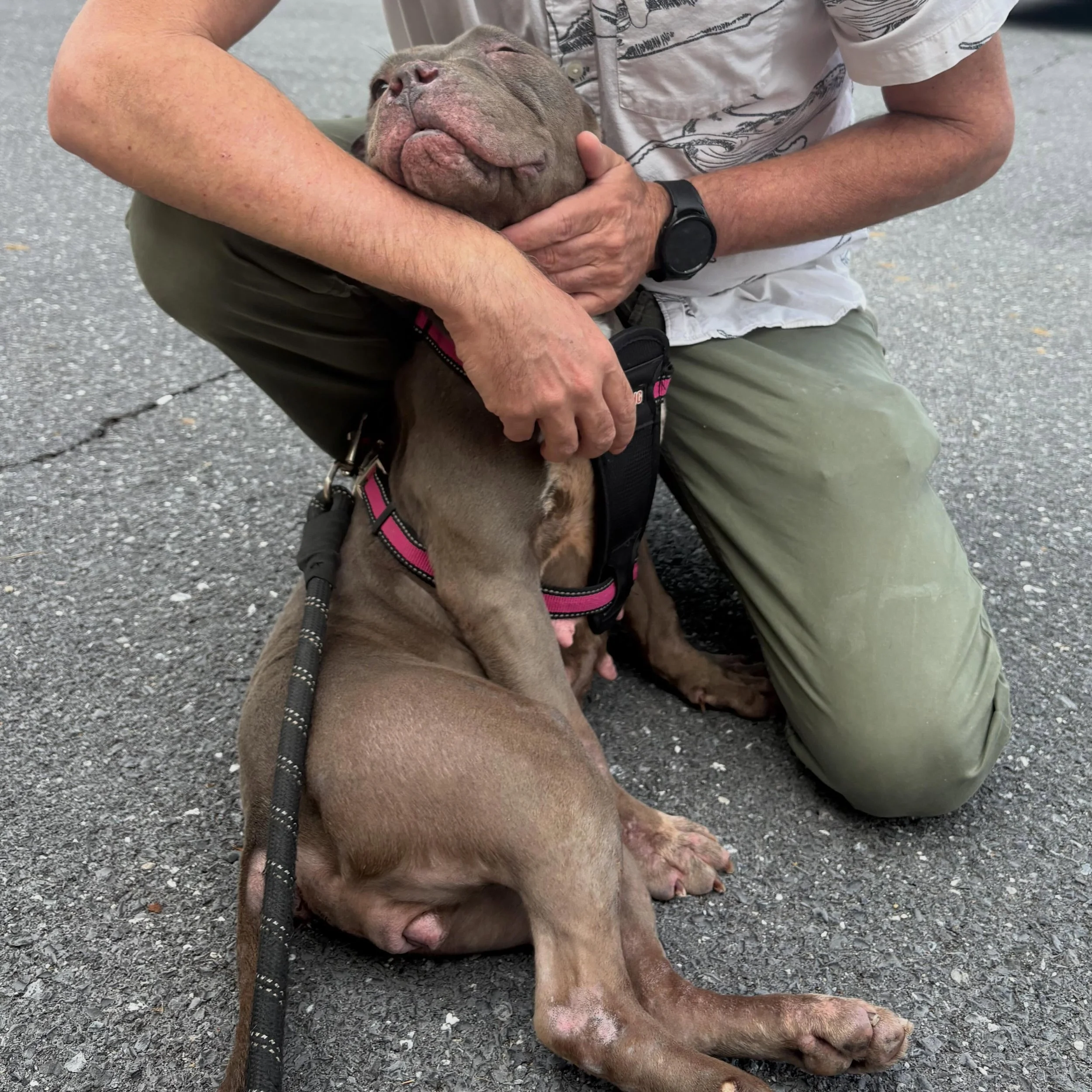 Just adopted sweet Dolly from @pagecountyanimalshelter ❤️ #adoptdontshop
