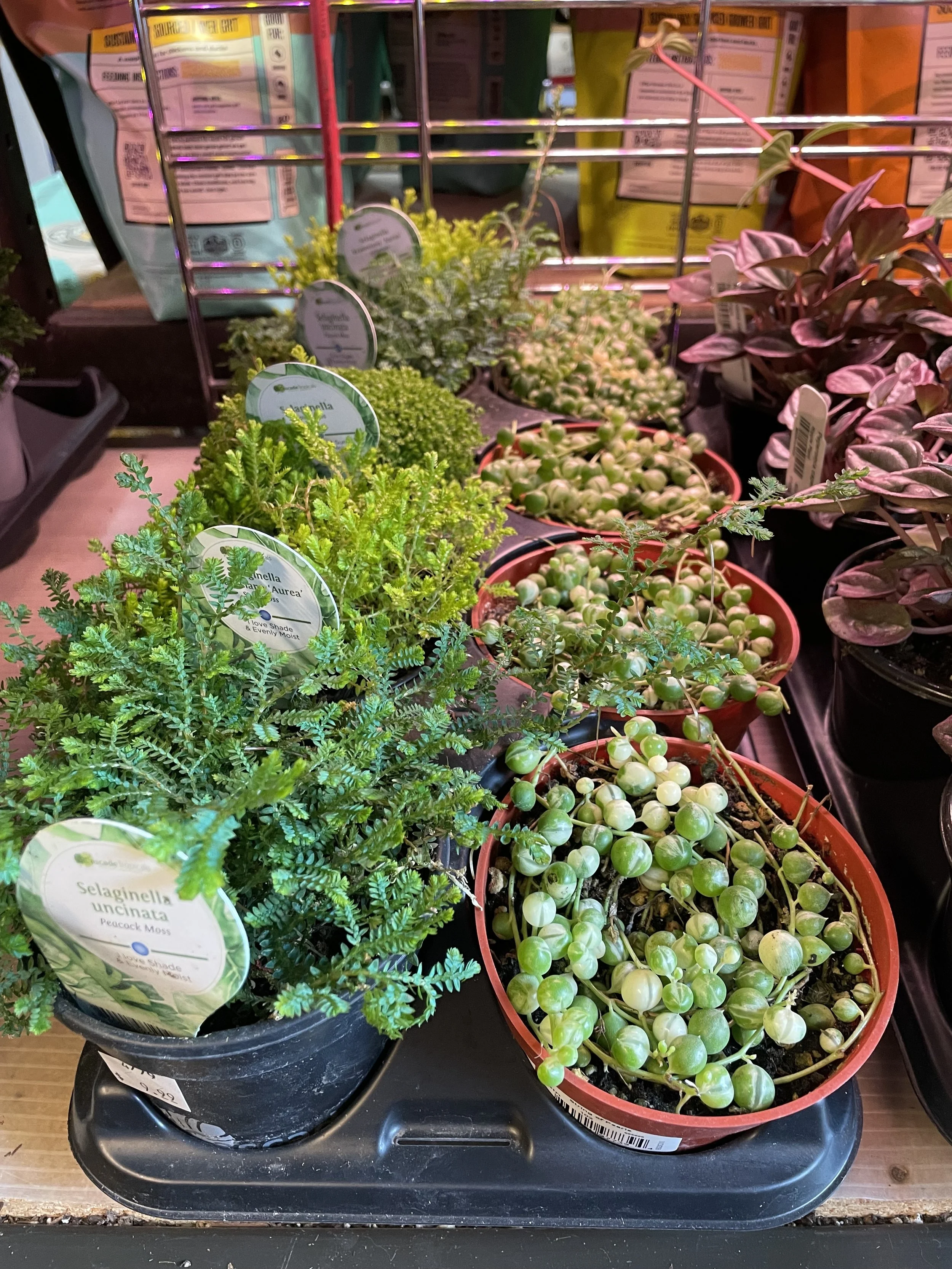 Various types of small potted houseplants displayed on a plastic tray at a store. Some have labels with plant names.