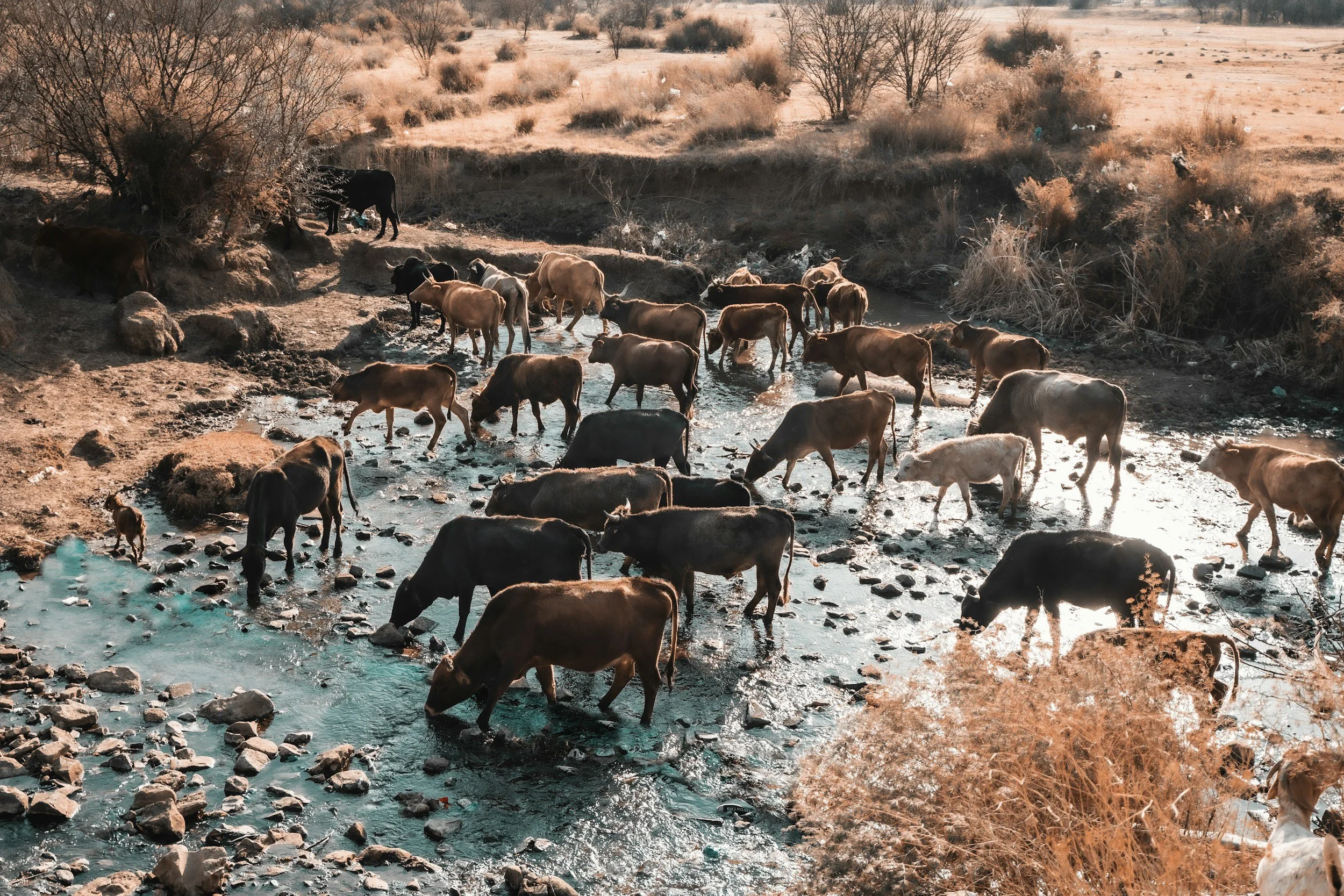 A herd of cows crossing a small creek in a dry, desert-like landscape with sparse bushes and trees.