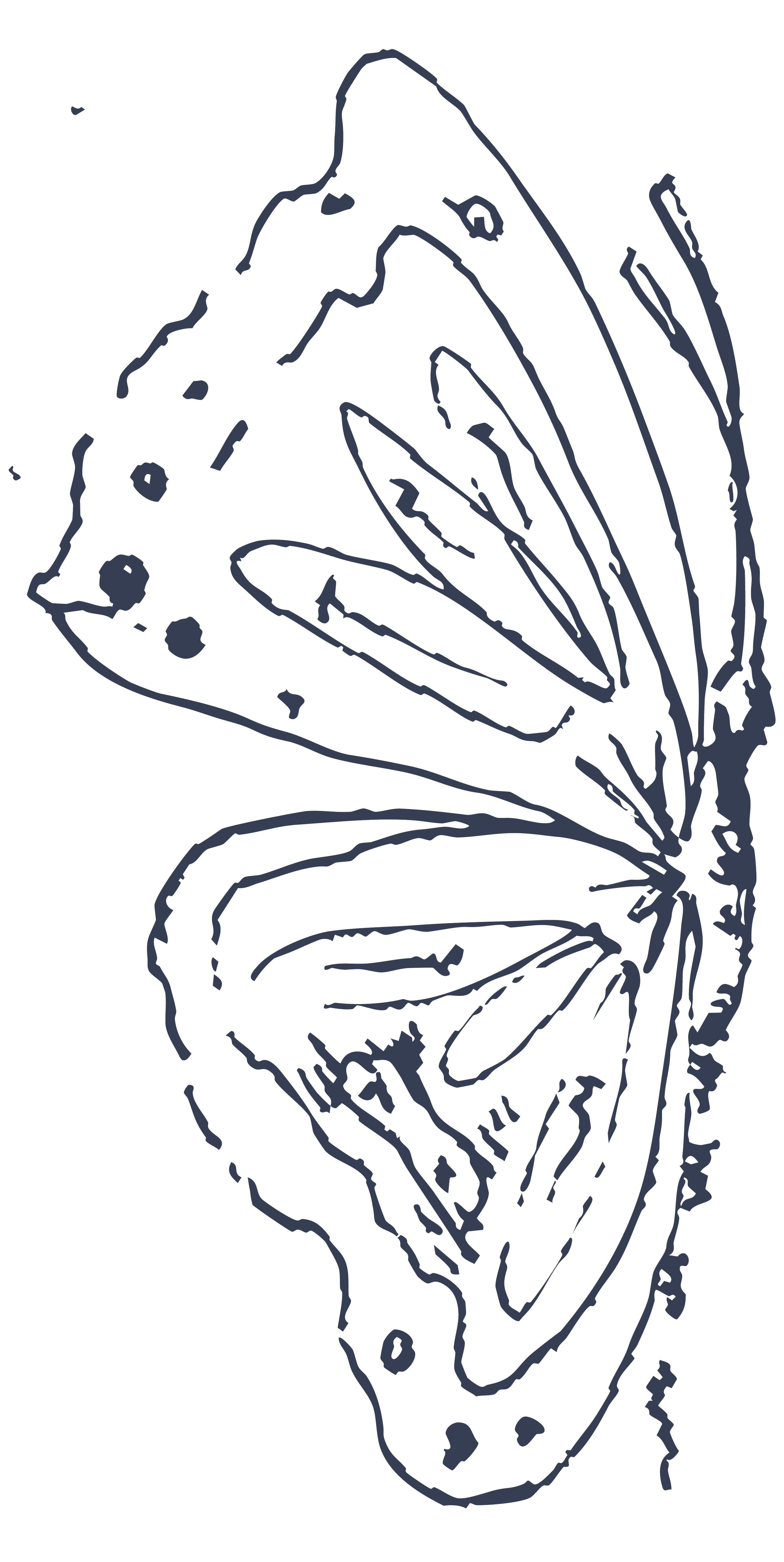 Line drawing of a butterfly with detailed wings on a dark background.