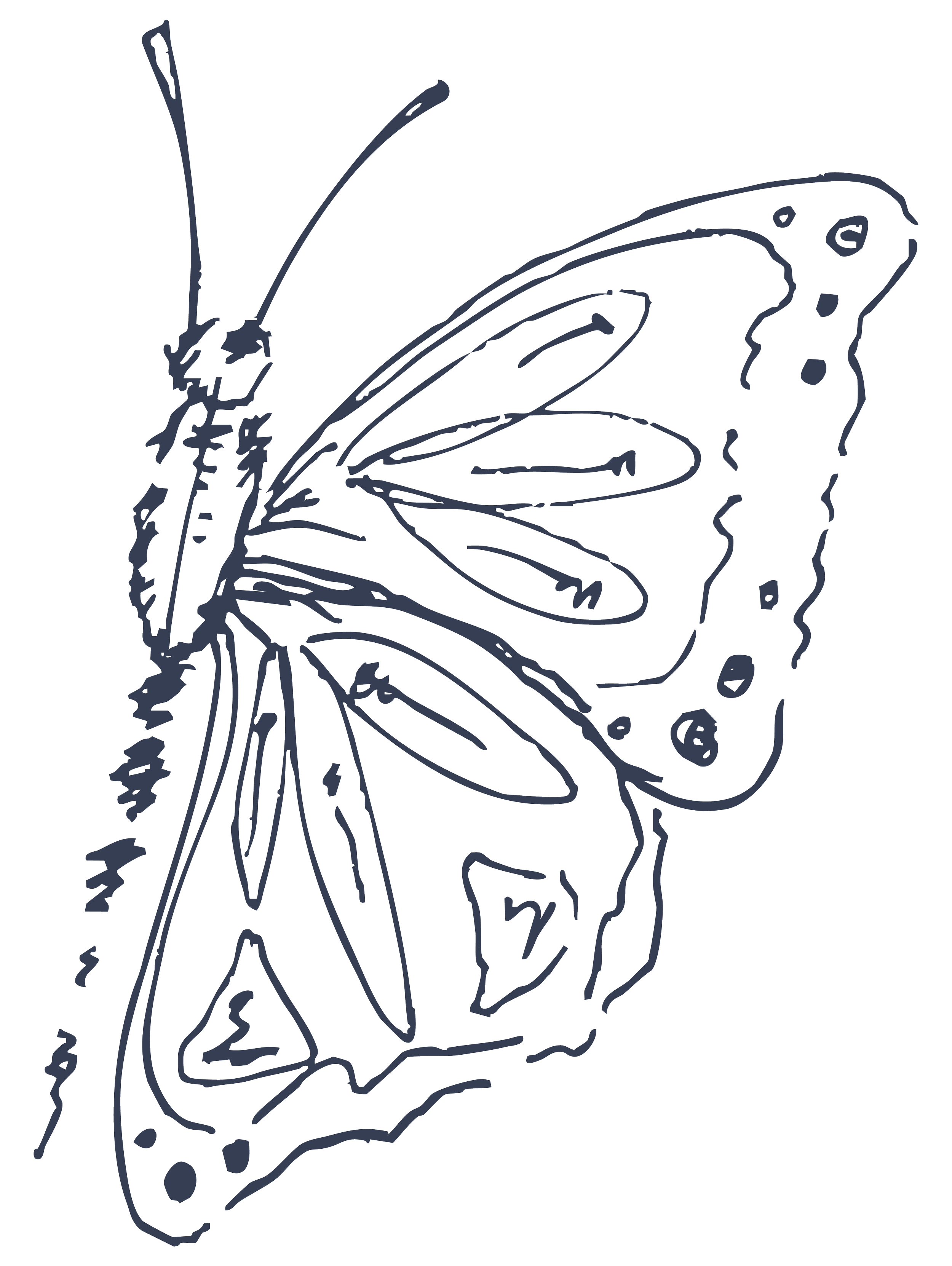 Line drawing of a butterfly with detailed wings and antennae on a black background.