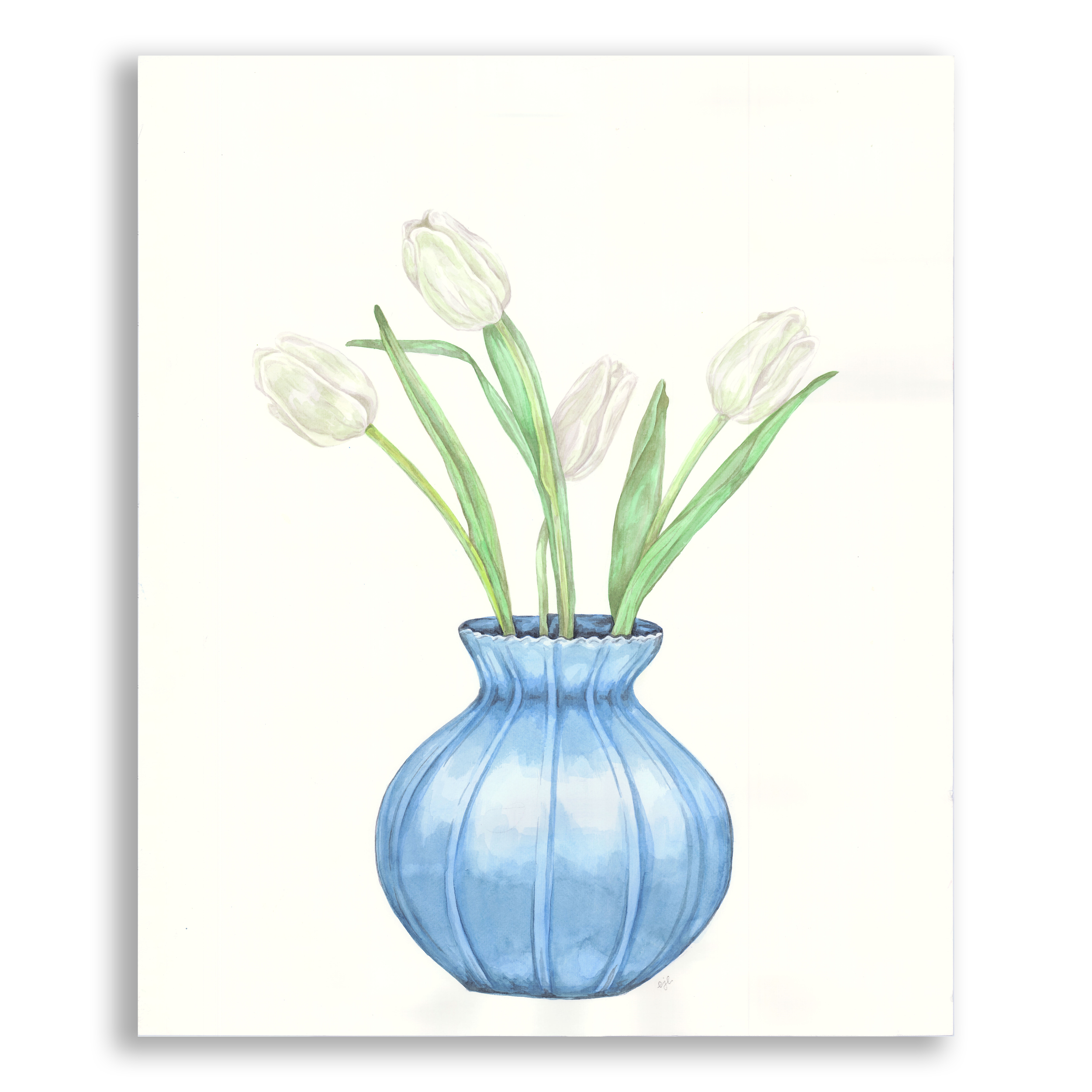 Watercolor painting of white tulips in a blue vase on a white background.
