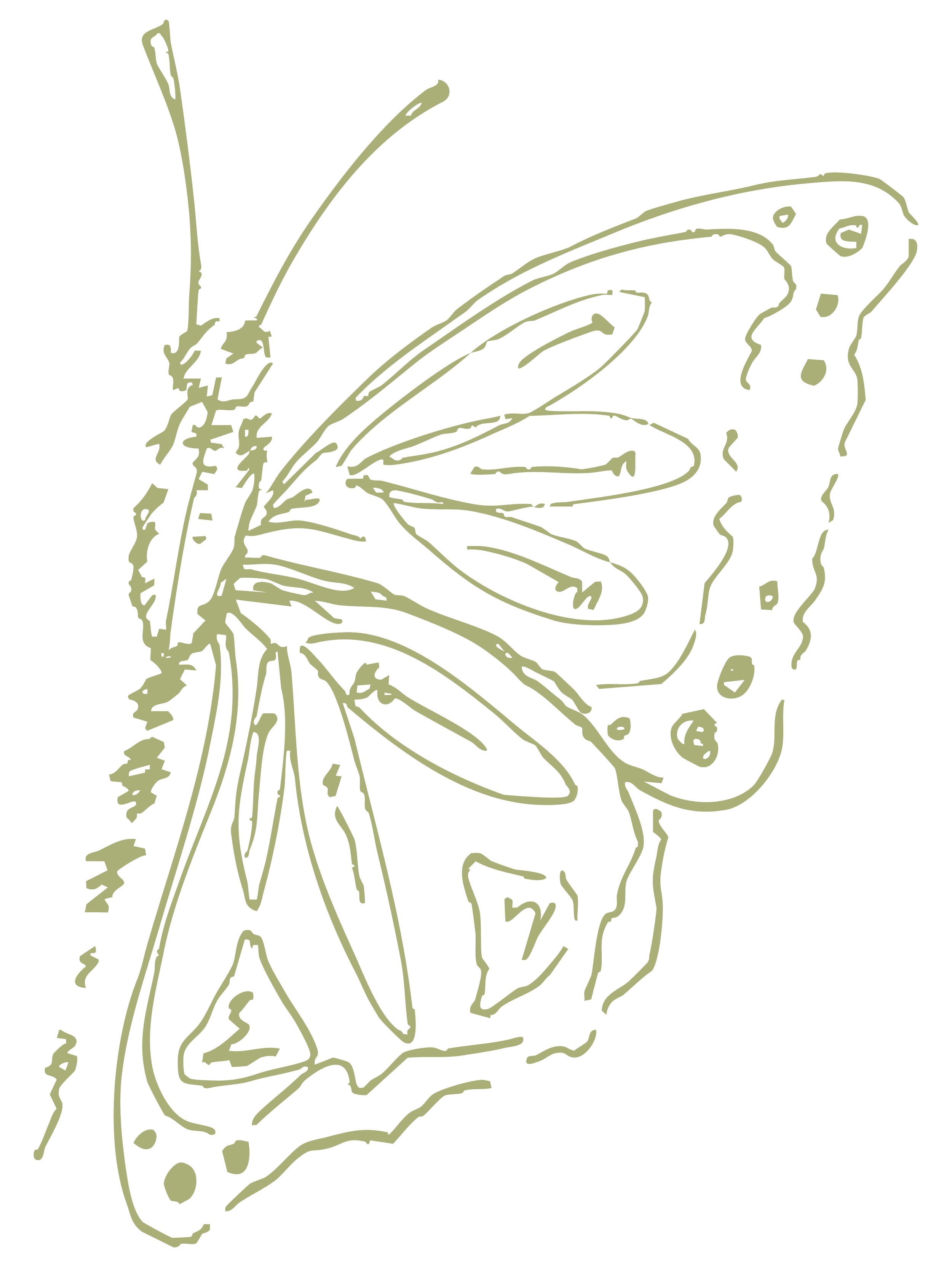 Line drawing of a butterfly on a black background