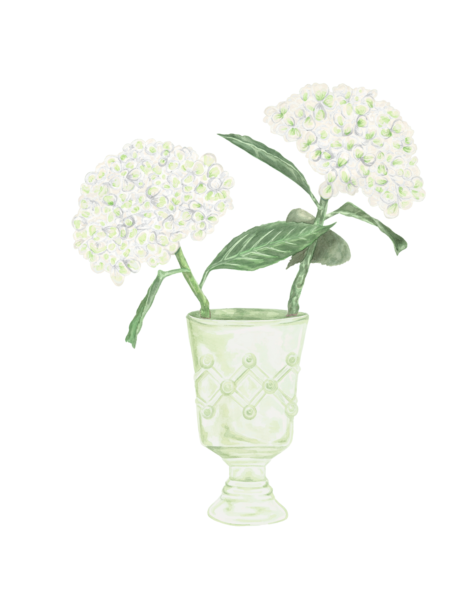 White Hydrangeas