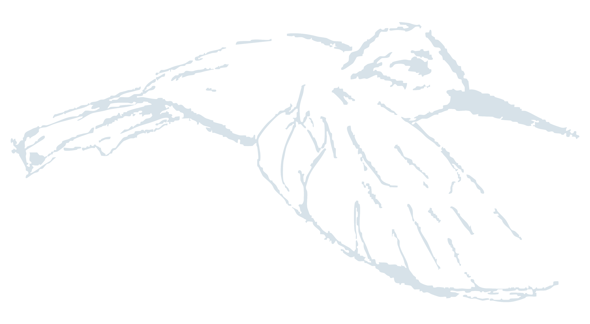 Outline sketch of a bird, with flowing wings.