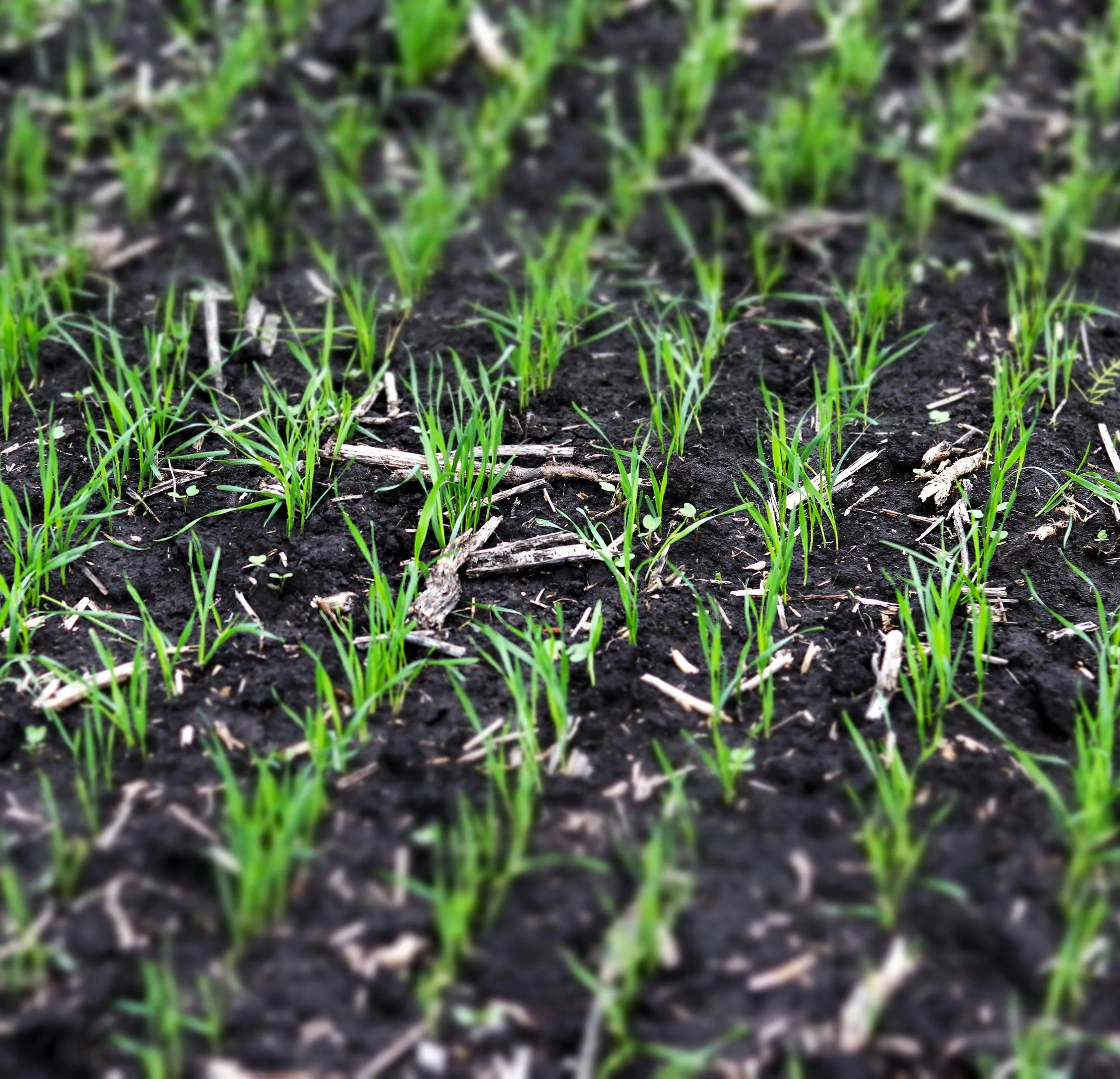 Professional Seeding and Overseeding Services Springfield, IL., Sherman, Williamsville, Athens, Chatham, Rochester.