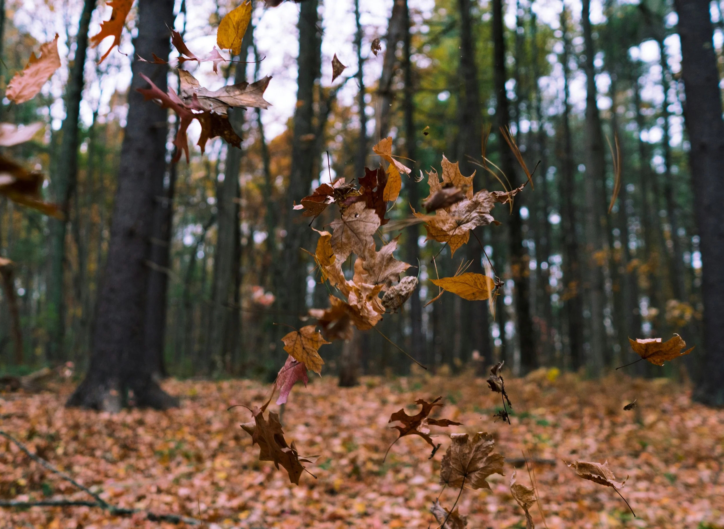 Seasonal - Spring and Fall Clean-Up Services Springfield, IL., Sherman, Williamsville, Athens, Chatham, Rochester.