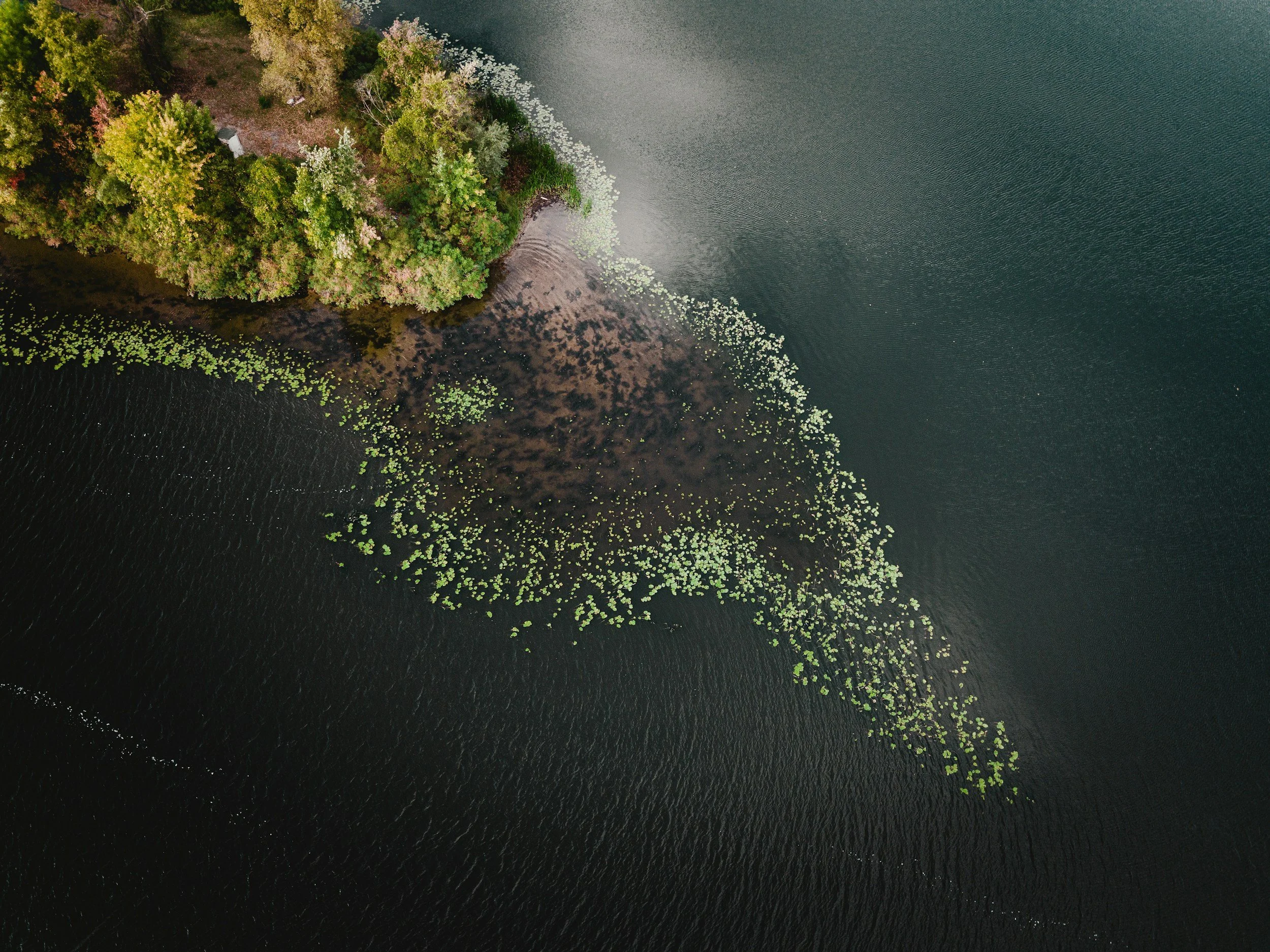 Aerial view of a lakeside with trees and water lilies on the surface of the water.
