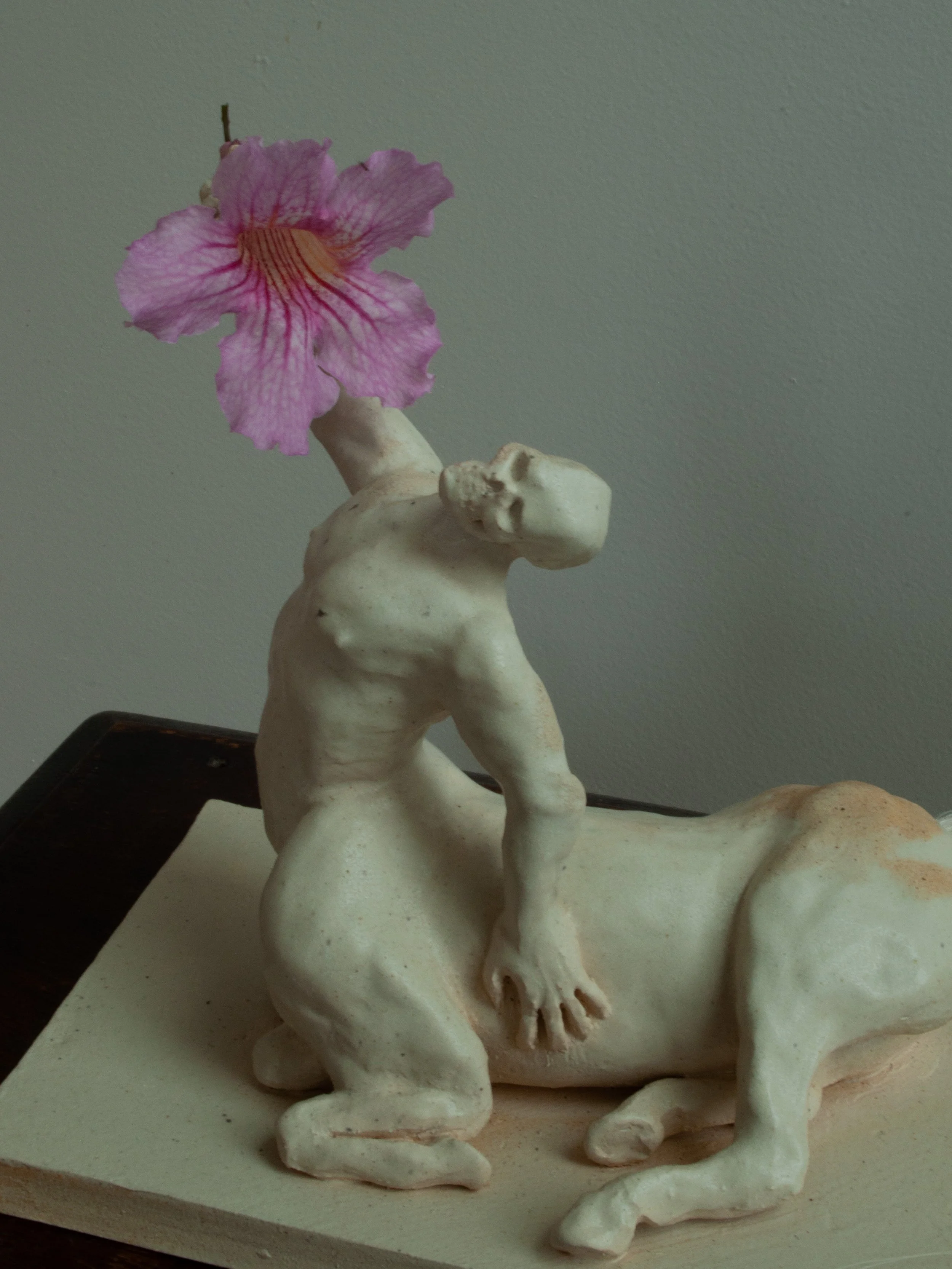 centaurflowers6.jpg