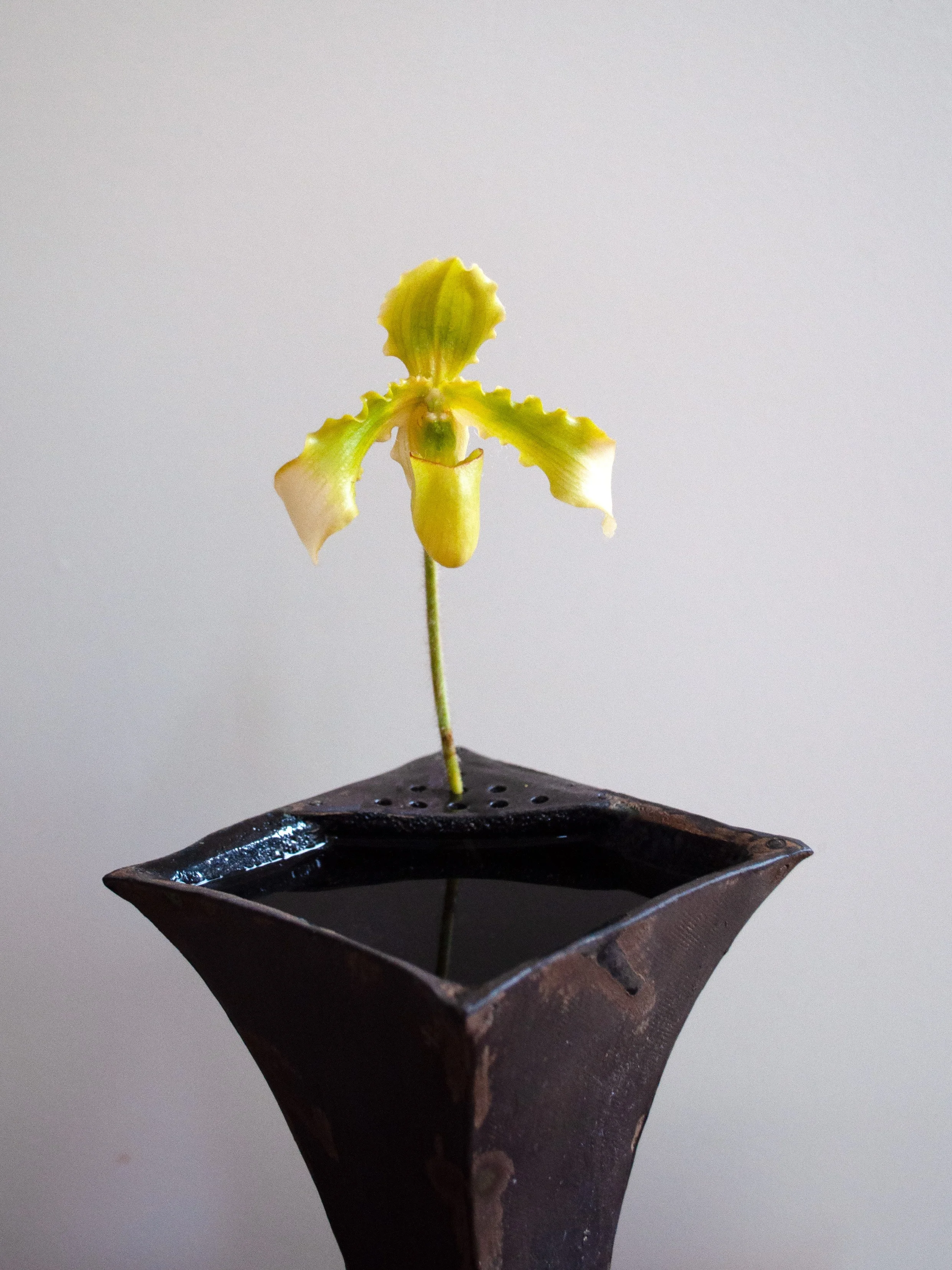 ladyslipper6.jpg