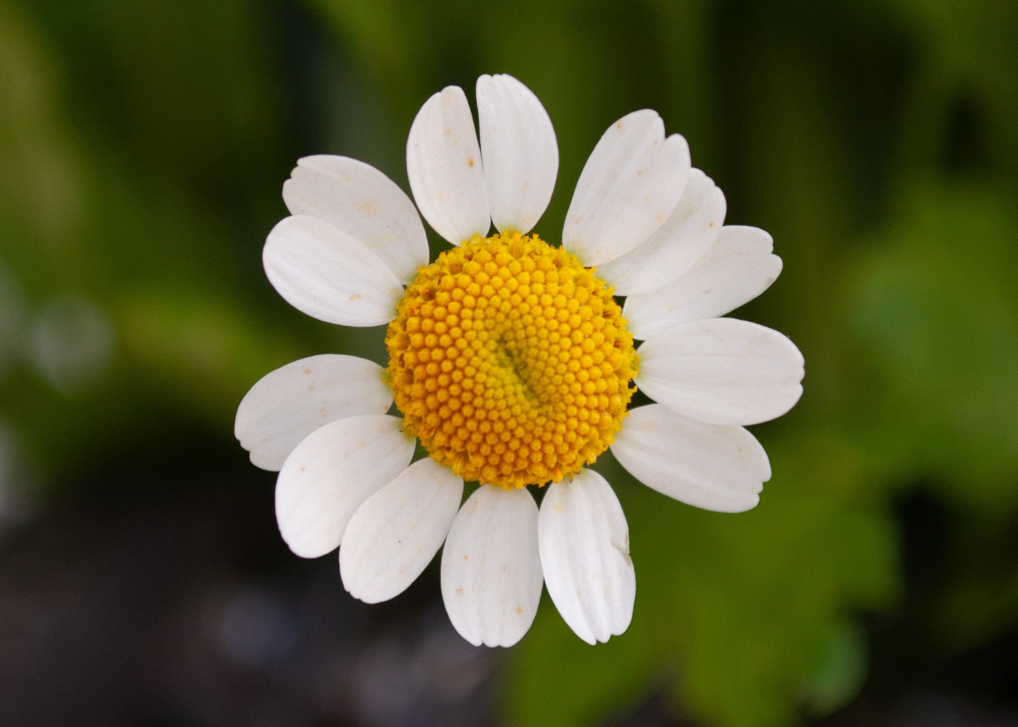 chamomile6.jpg