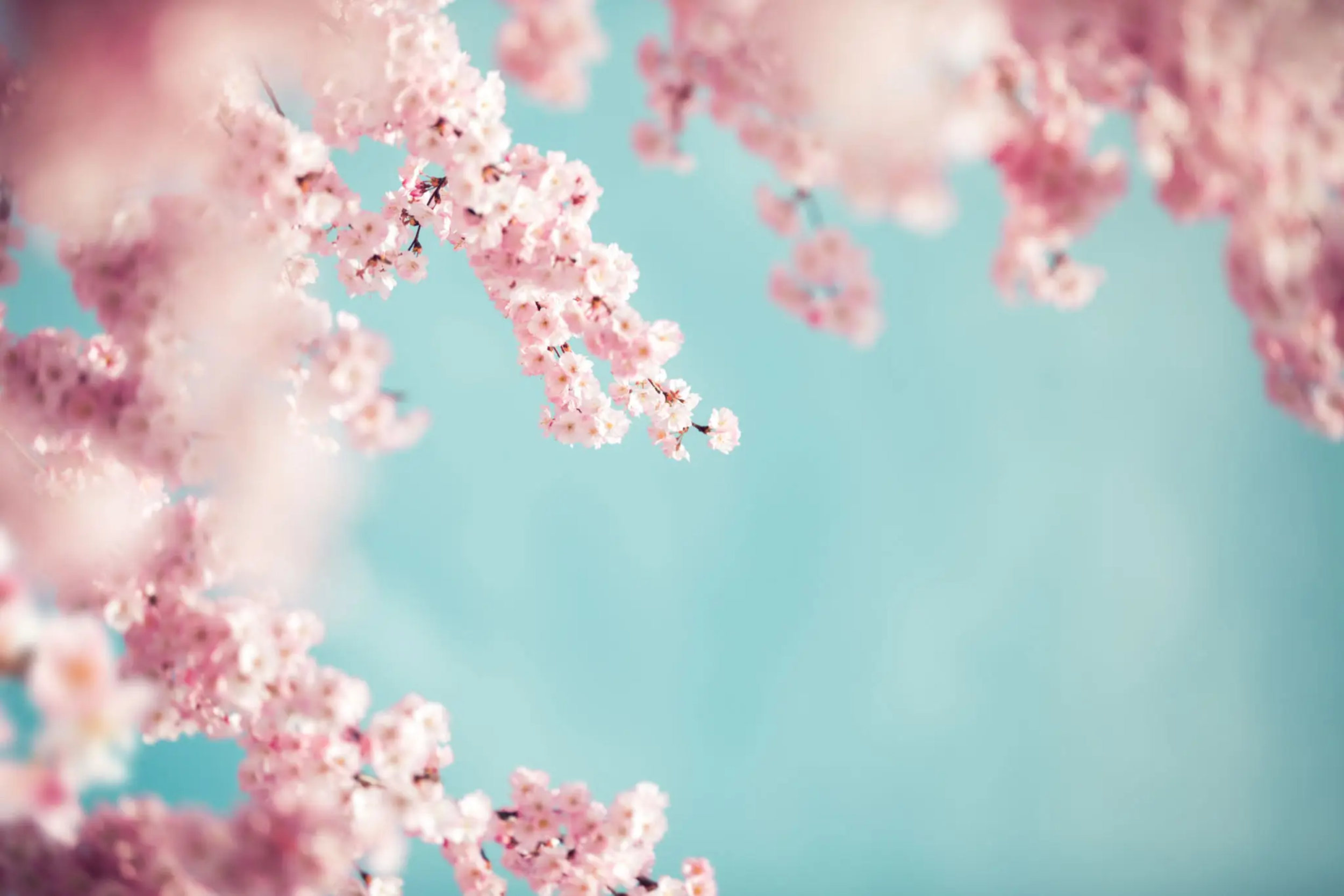 Pink cherry blossom flowers against a blue sky background.