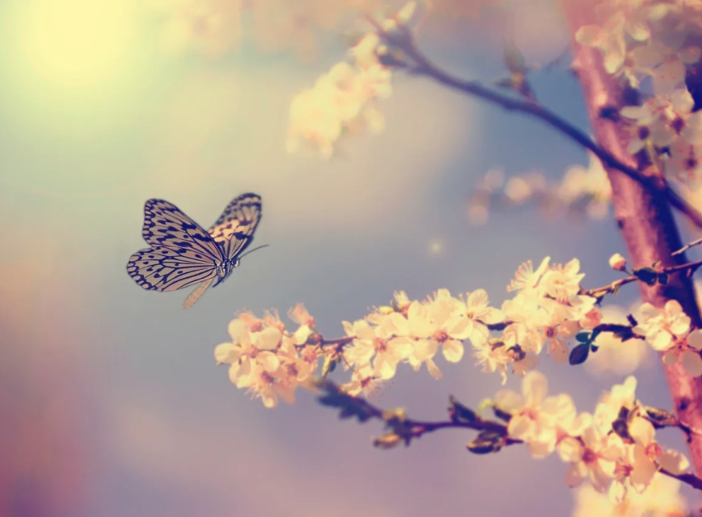 A butterfly flying near pink and white cherry blossoms on a branch with a soft, colorful background.